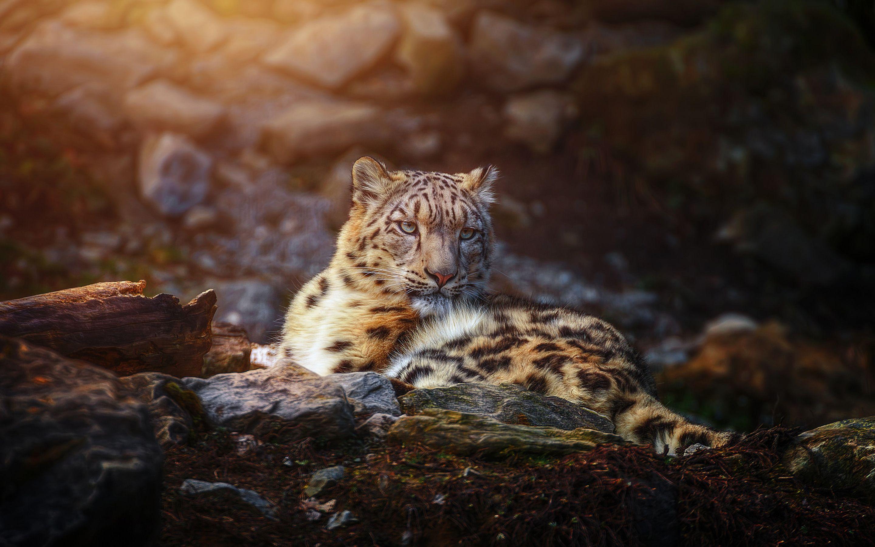 2880x1800 Snow Leopard Wild Animal Macbook Pro Retina HD 4k Wallpaper, Image, Background, Photo and Picture