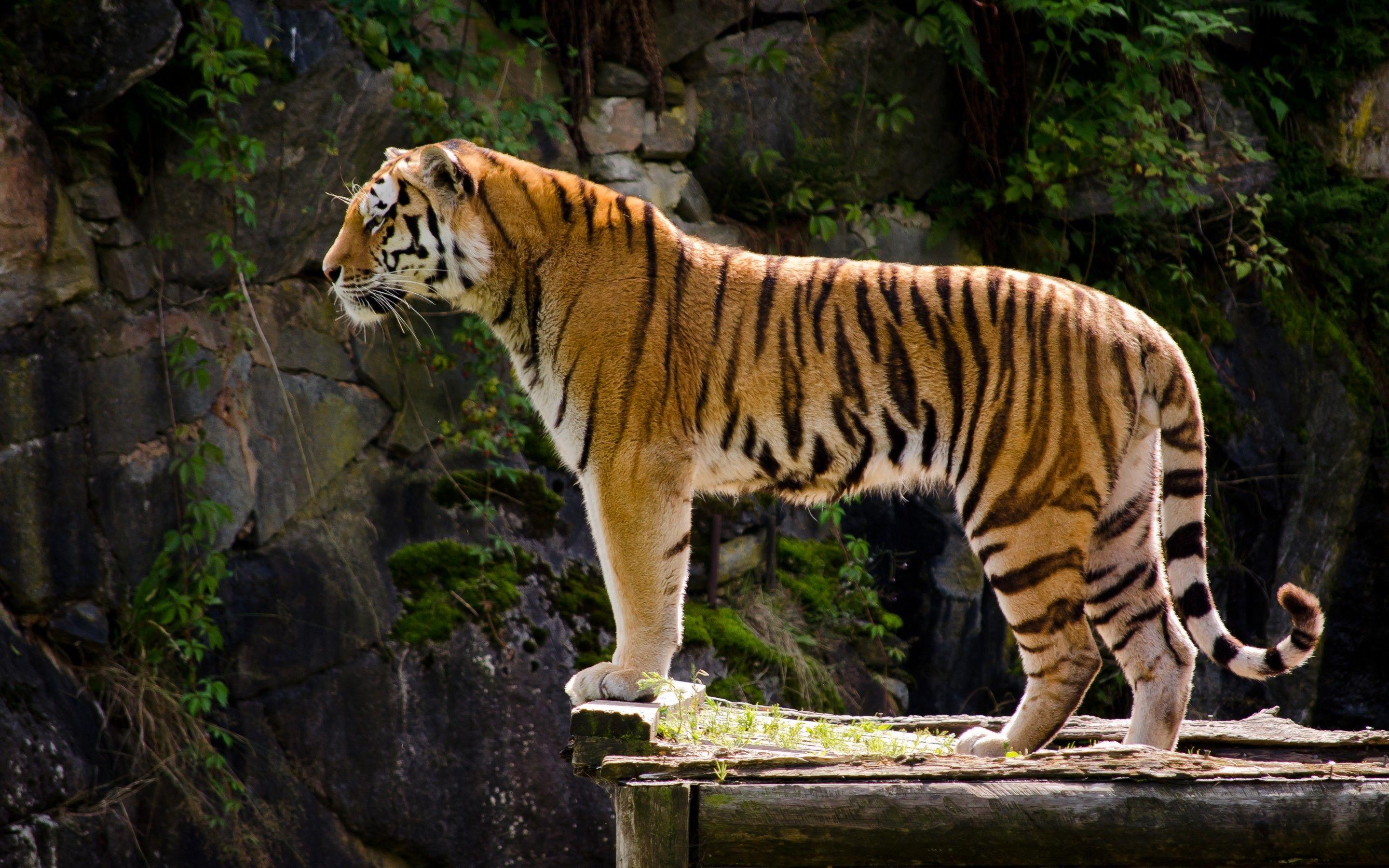 2880x1800 Lonely Tiger 2880 x 1800 Retina Display Wallpaper