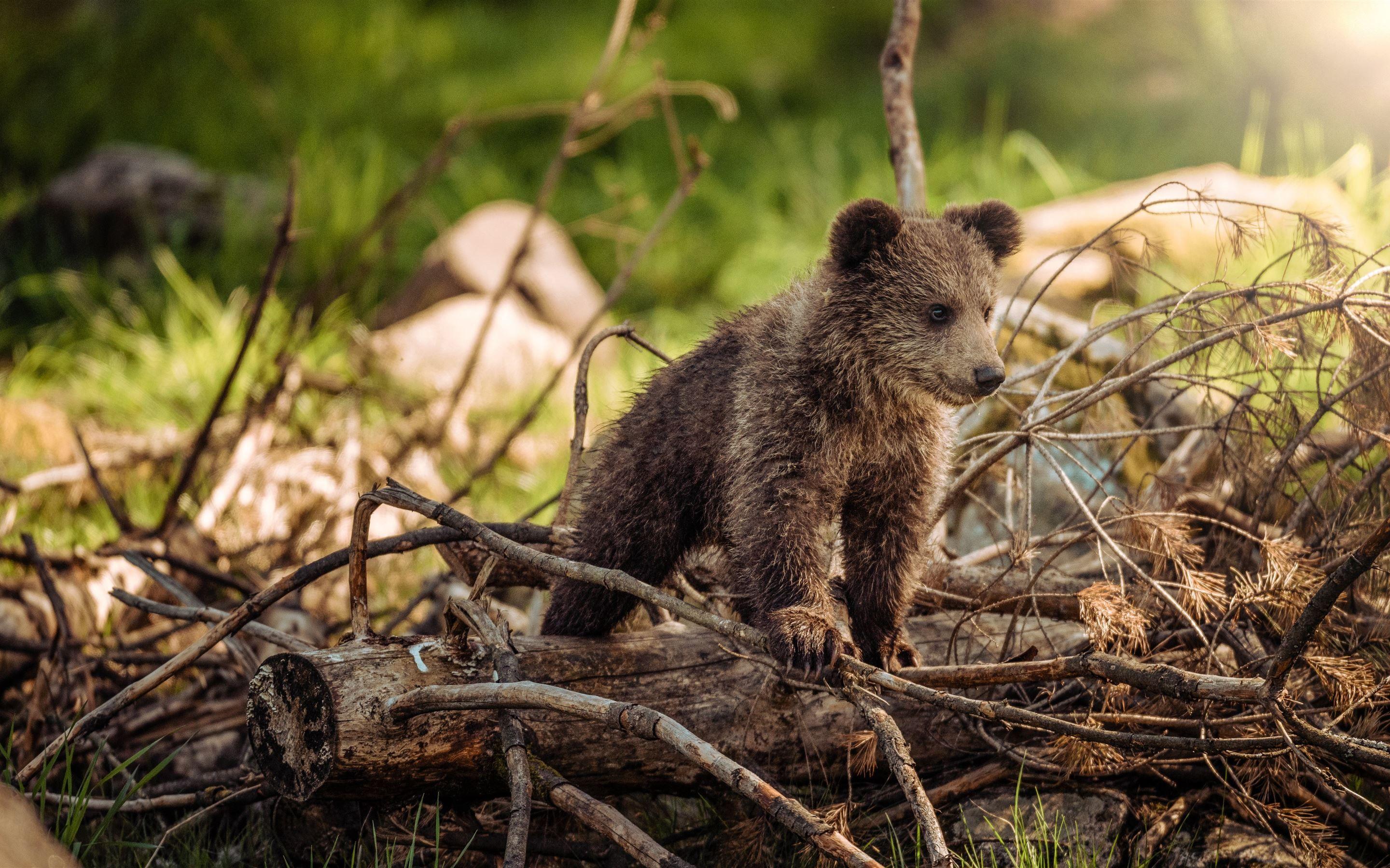 2880x1800 wildlife photography of b. iMac Wallpaper Download
