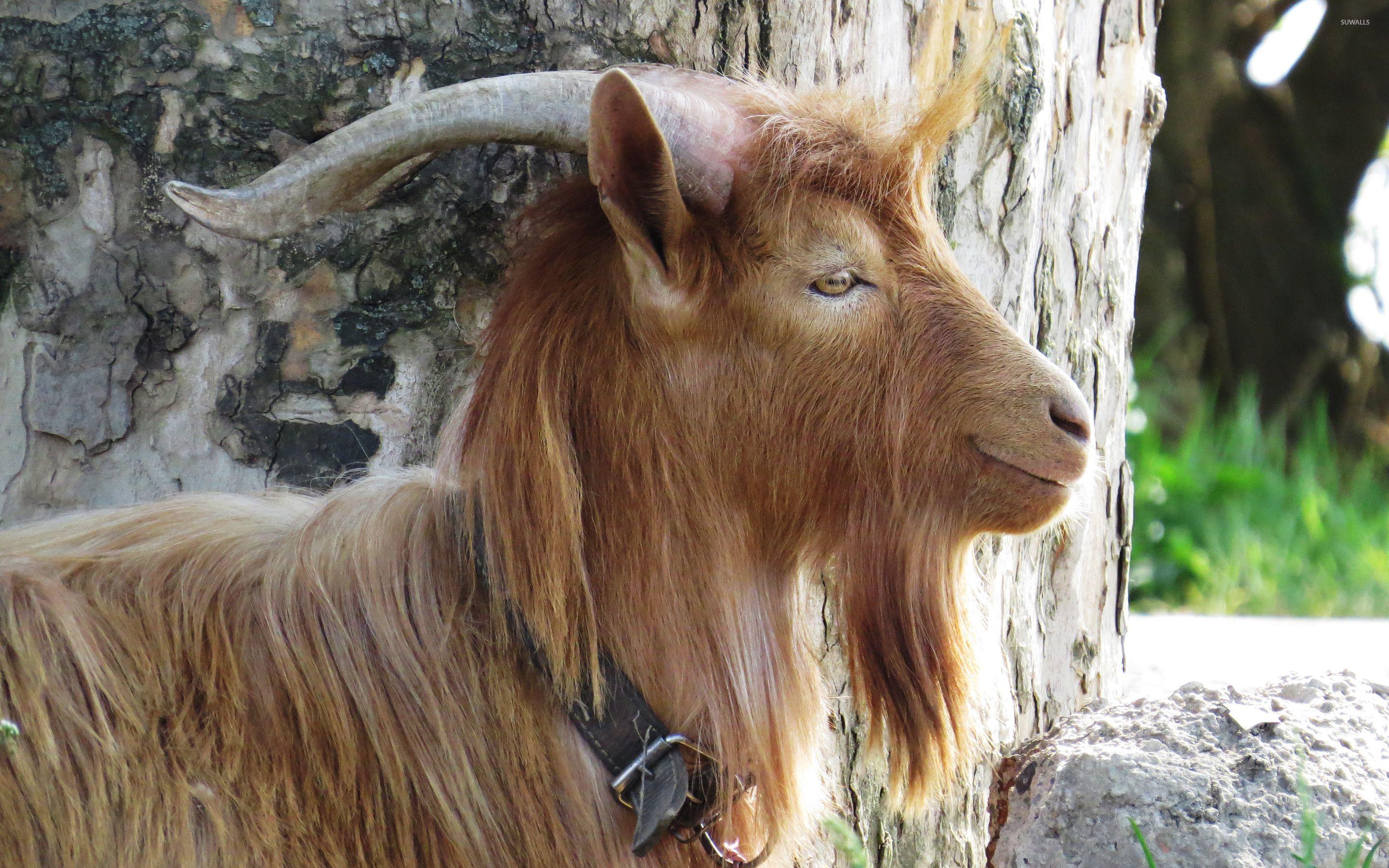 2880x1800 Goat wallpaper wallpaper