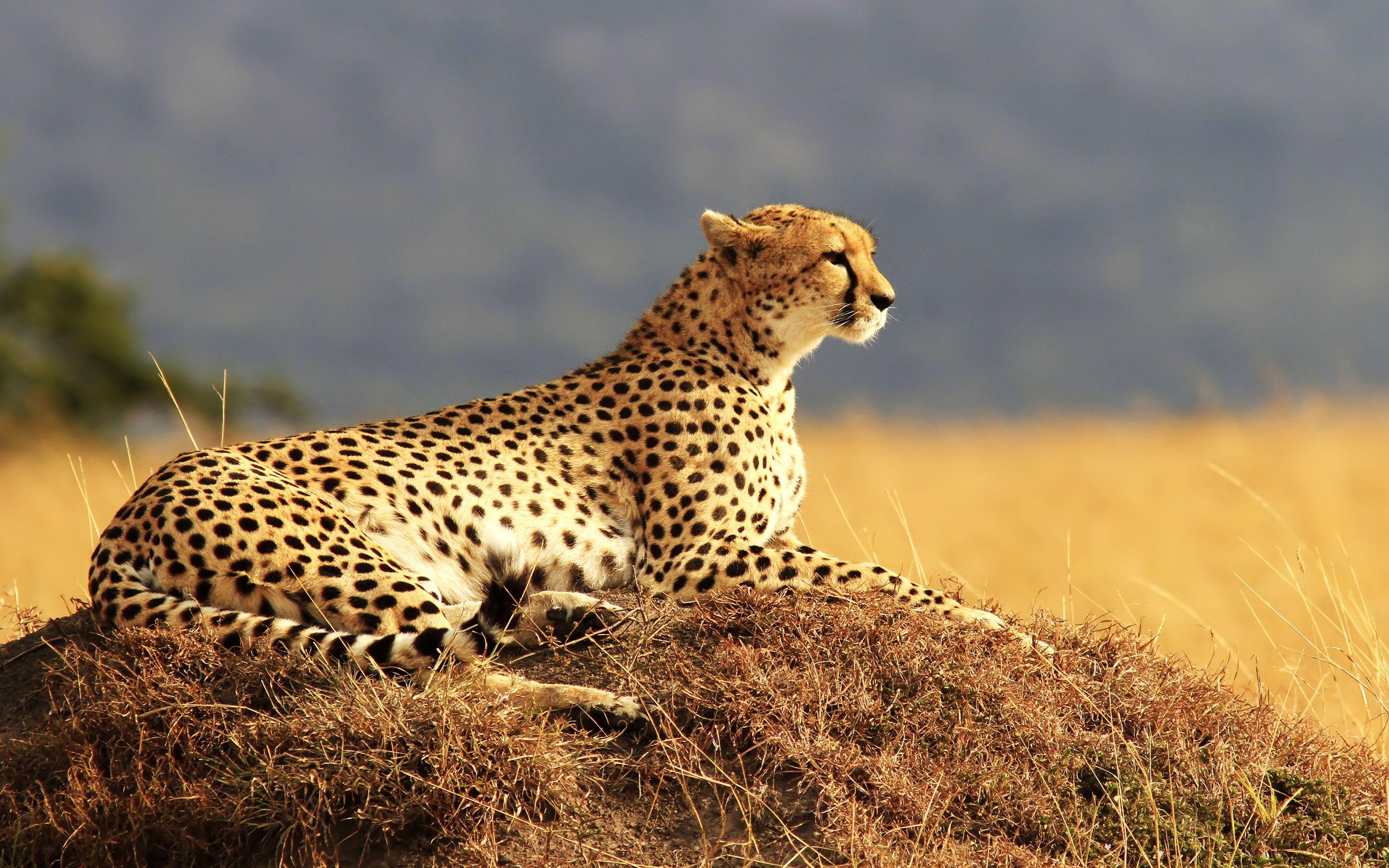 2880x1800 Cheetah Wallpaper HD Wallpaper