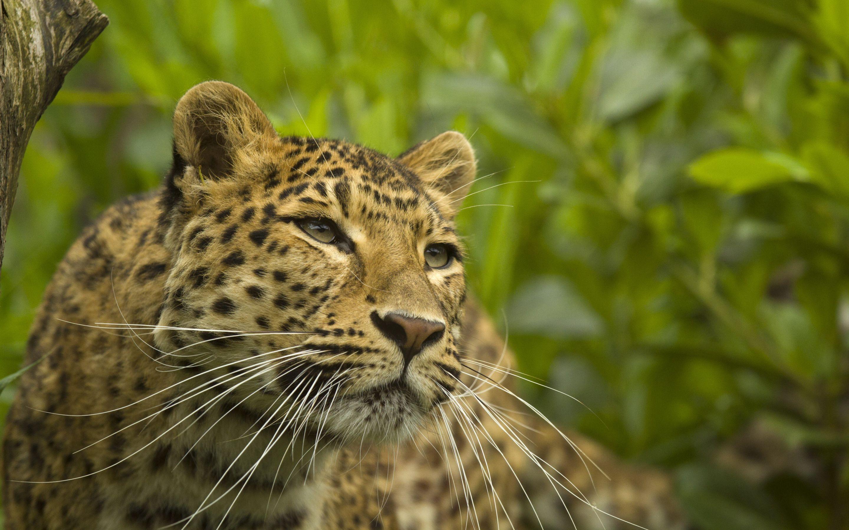 2880x1800 Leopard animal