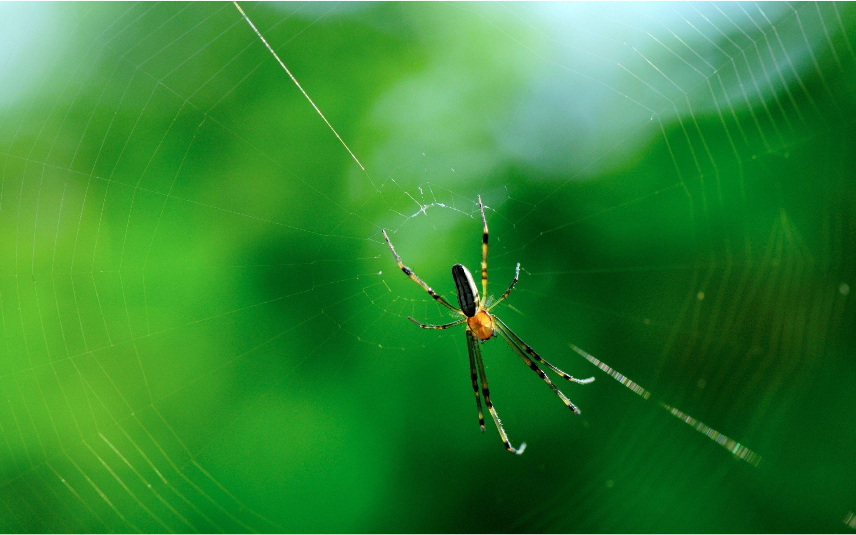2880x1800 Macro Spider Webs Nature Wallpaper