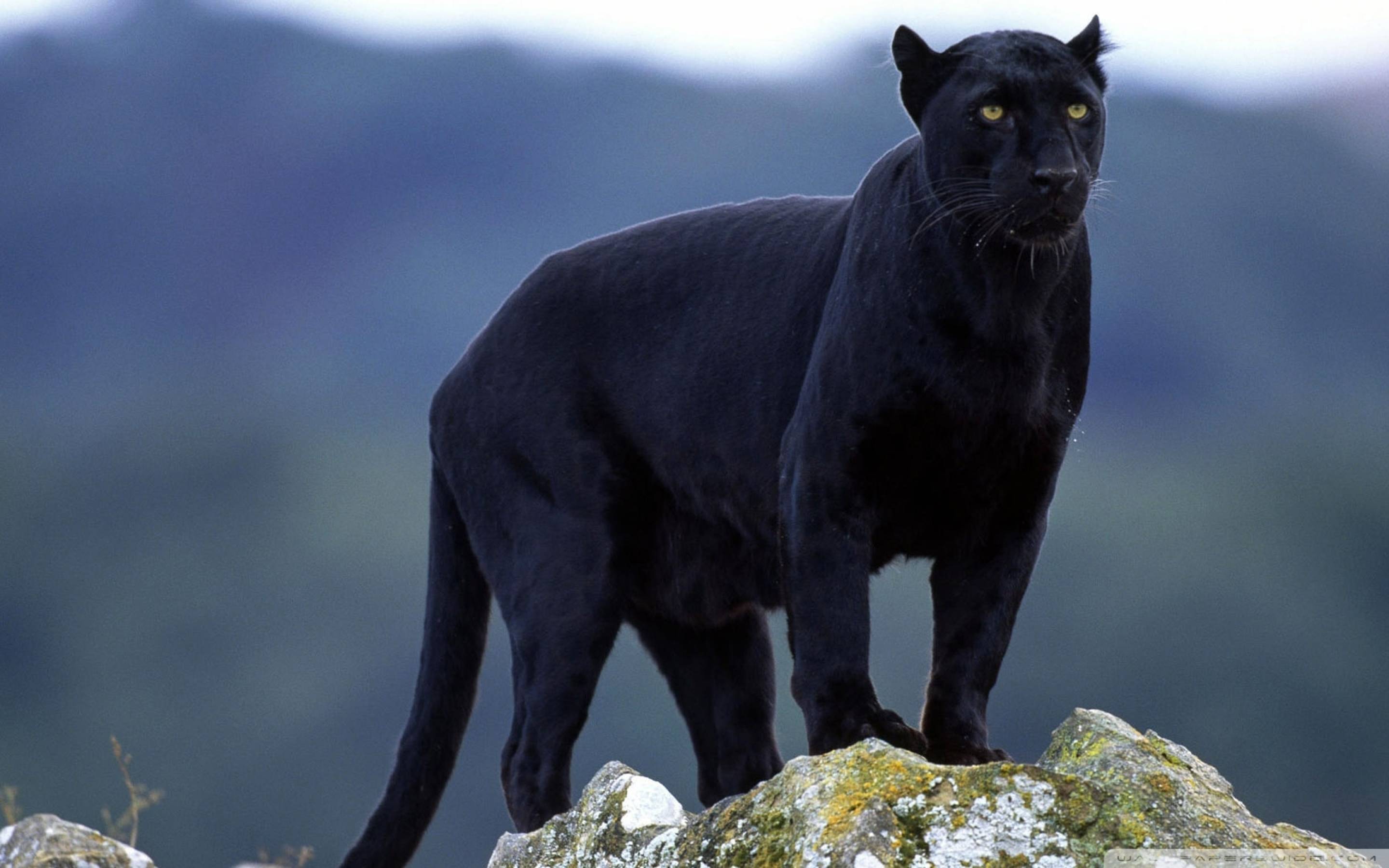 2880x1800 Black Panther India Macbook Pro Retina Wallpaper, HD Animals 4K Wallpaper, Image, Photo and Background