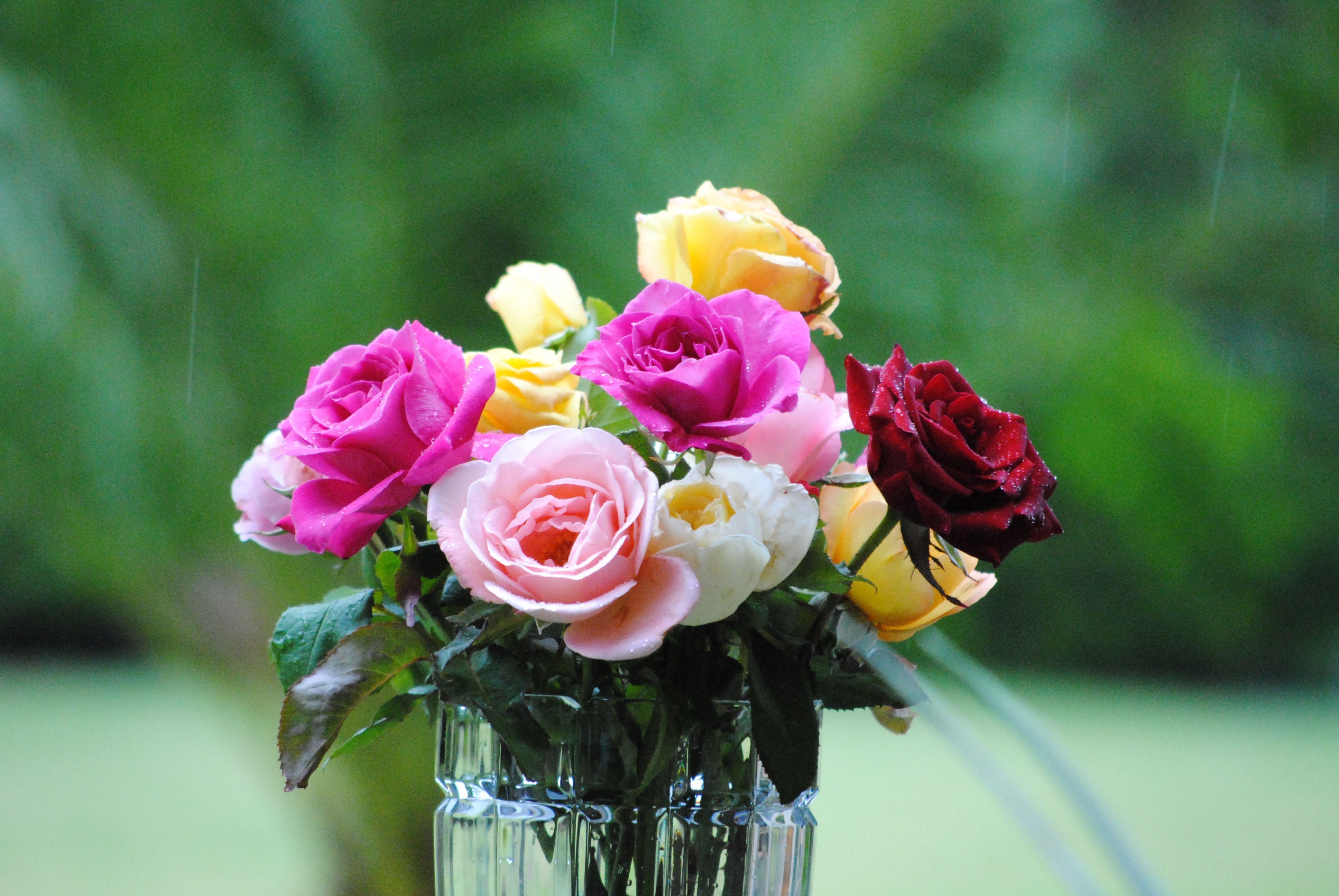Свежие розы в вазе. Красивые цветы. Живые цветы. Букет цветов. Букет в вазе.