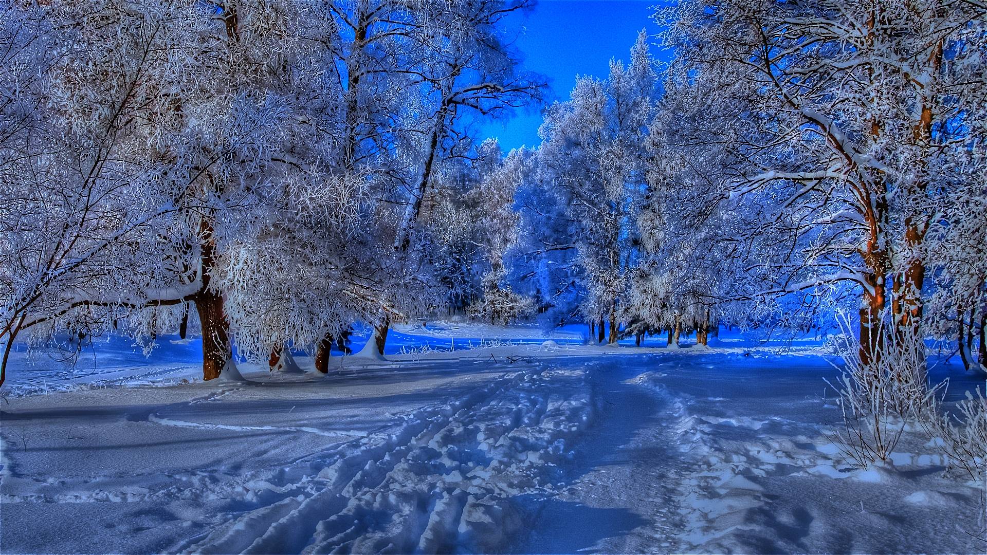 1920x1080 Winter Snow Trees Wallpaper 1920×1080 Definition Wallpaper. Daily Screens Id 4560