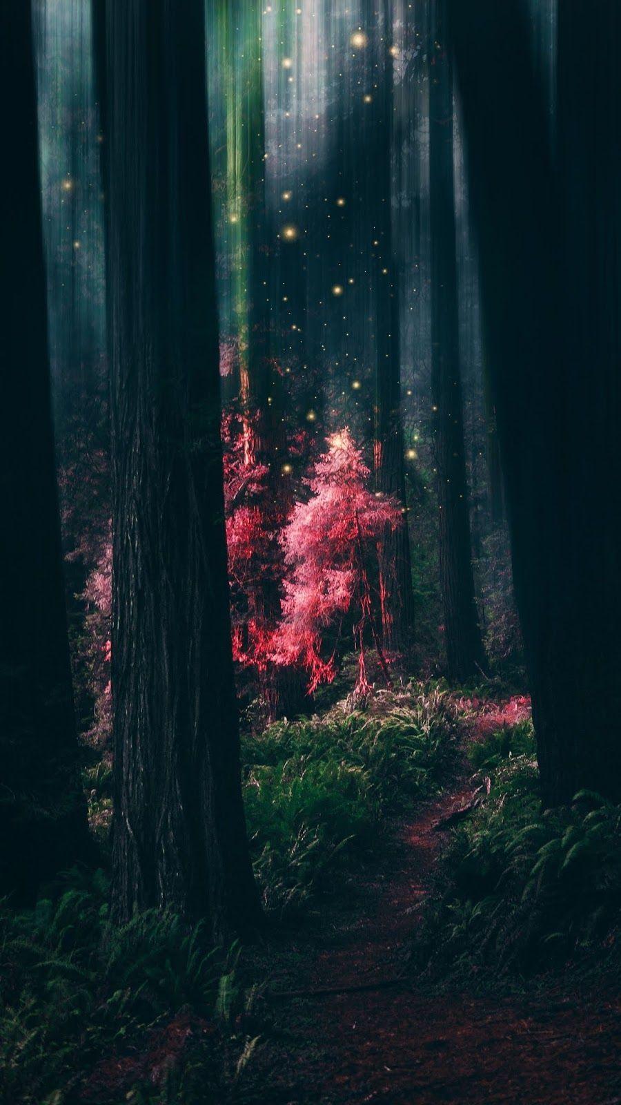 Enchanted Forest Phone Wallpapers - Top Free Enchanted Forest Phone  Backgrounds - WallpaperAccess