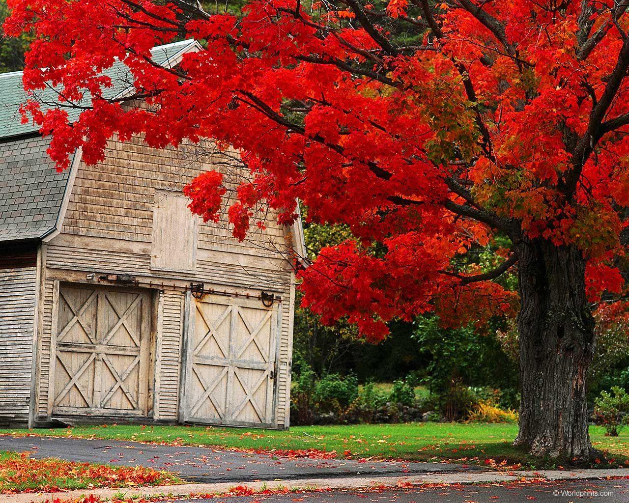 1280x1024 Image detail for -autumn ny Photography Desktop Wallpaper ( 13024 Views ). Trees with red leaves, Autumn photography, Red tree