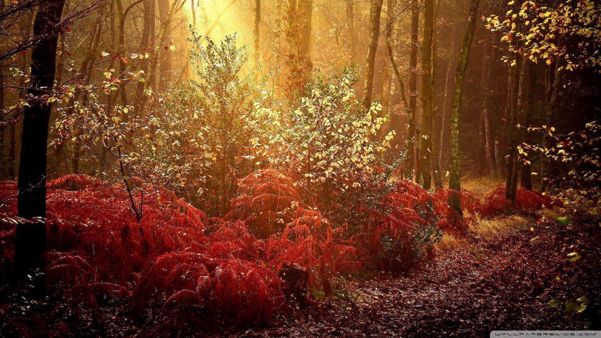 1920x1080 Free download Red barn in autumn forest Wallpaper Wide Wallpaper [1920x1080] for your Desktop, Mobile & Tablet. Explore Autumn Forest Wallpaper. Fall Forest Wallpaper, Free Desktop Wallpaper Autumn Scenery
