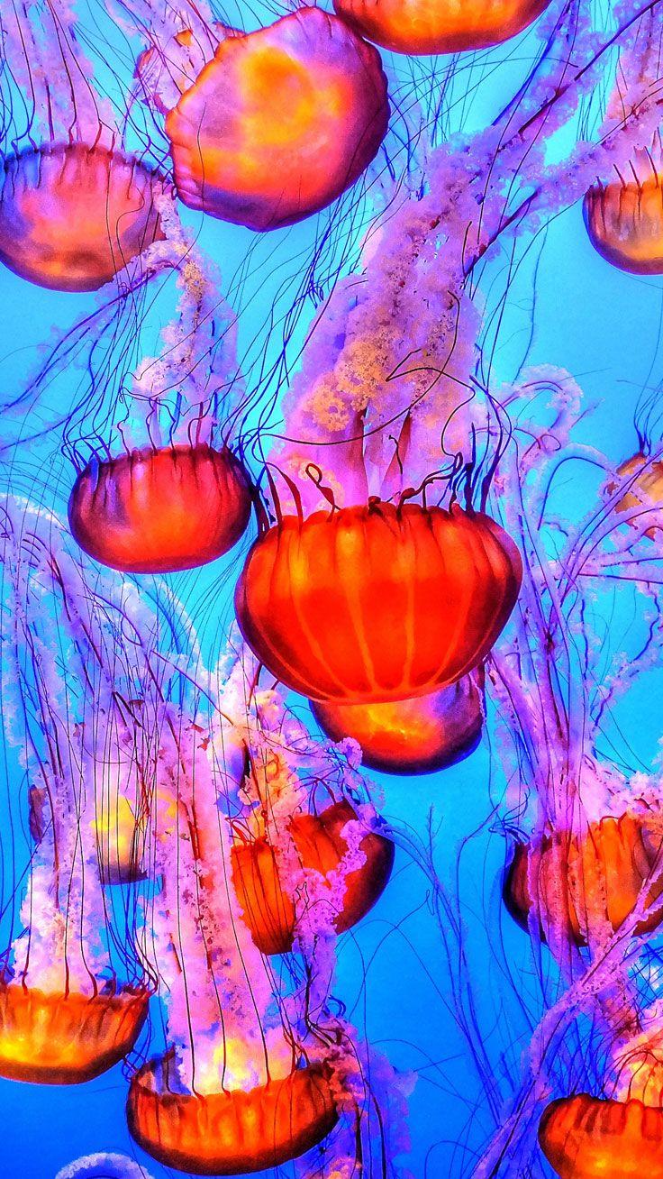736x1308 iPhone Wallpaper For Ocean Lovers