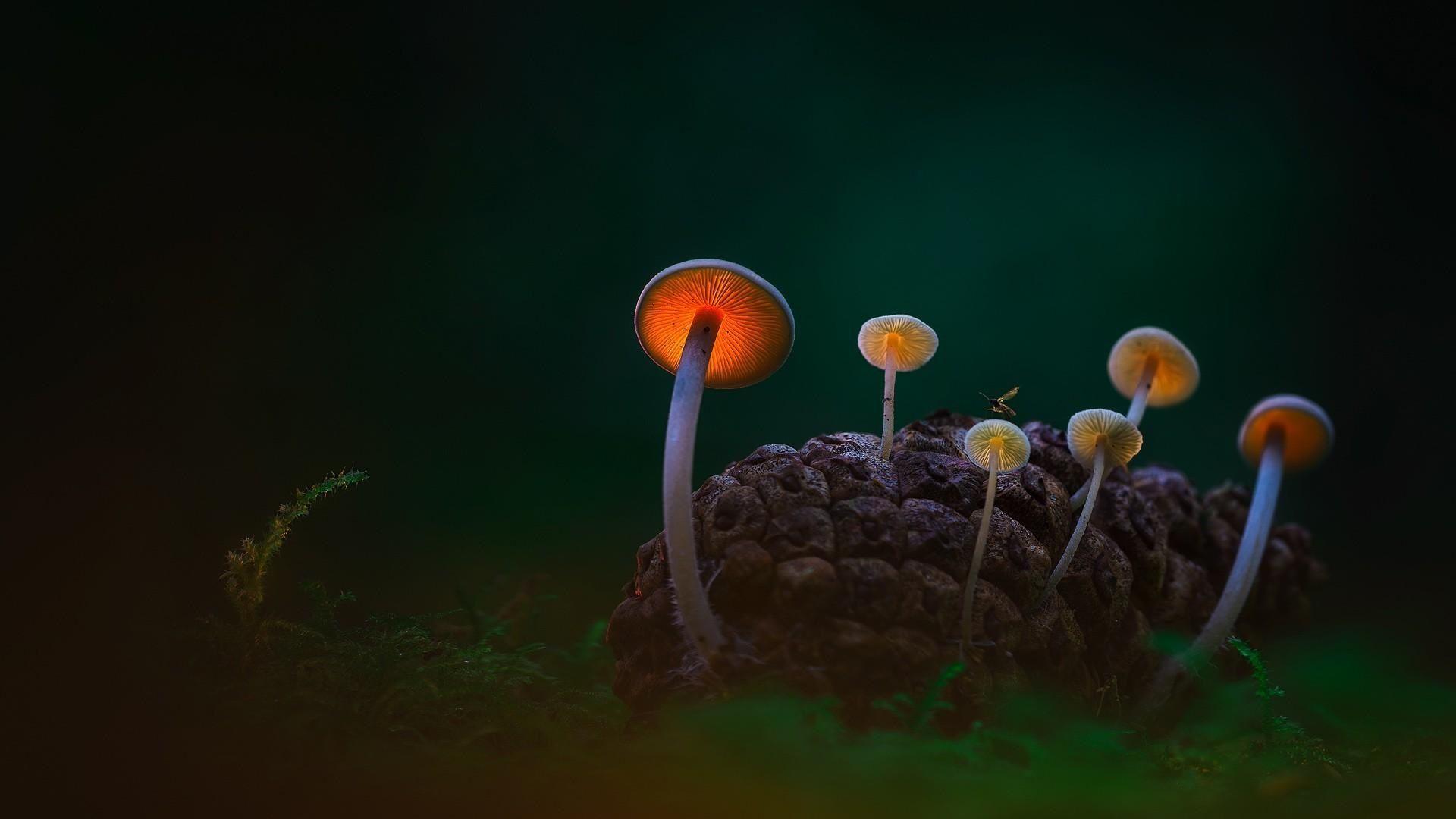 1920x1080 Mushroom In Rainy Season 3D Looks HD Wallpaper. Glowing mushrooms, Stuffed mushrooms, Nature photo