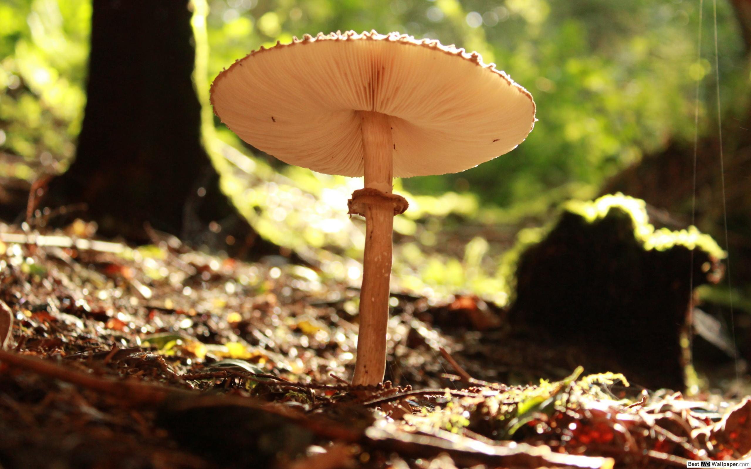 2560x1600 Umbrella like Mushroom HD wallpaper download