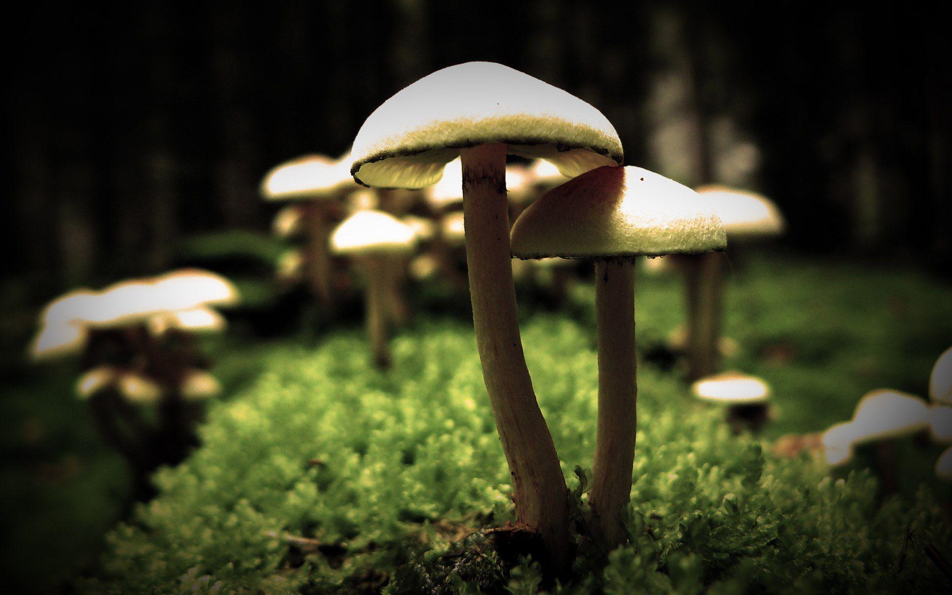 1920x1200 Mushroom Wallpaper