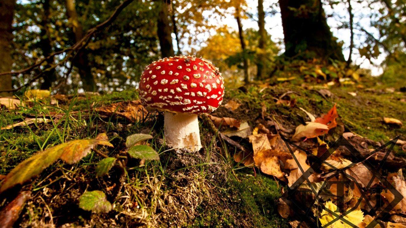 1366x768 Wallpaper mushroom, grass, autumn. Stuffed mushrooms, Autumn wallpaper hd, Wallpaper
