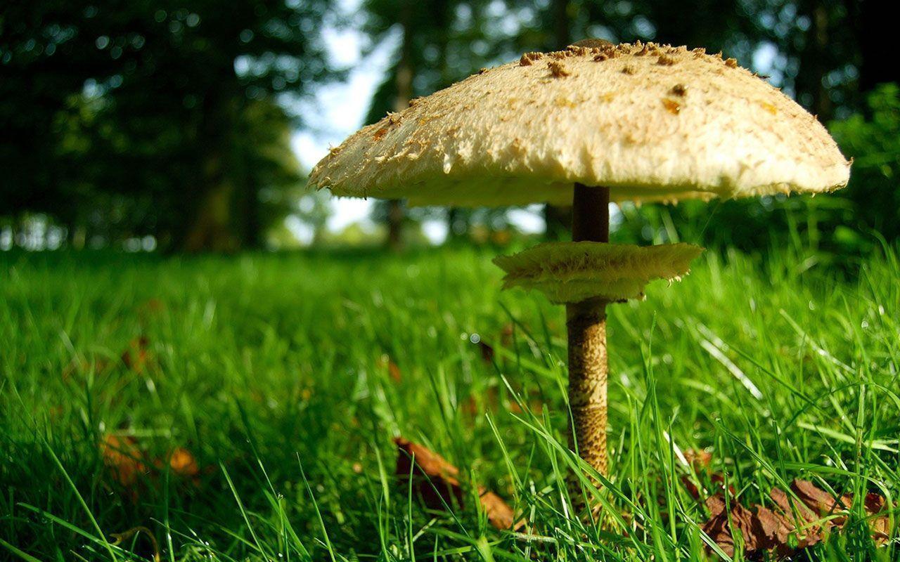 1280x800 Mushroom Wallpaper