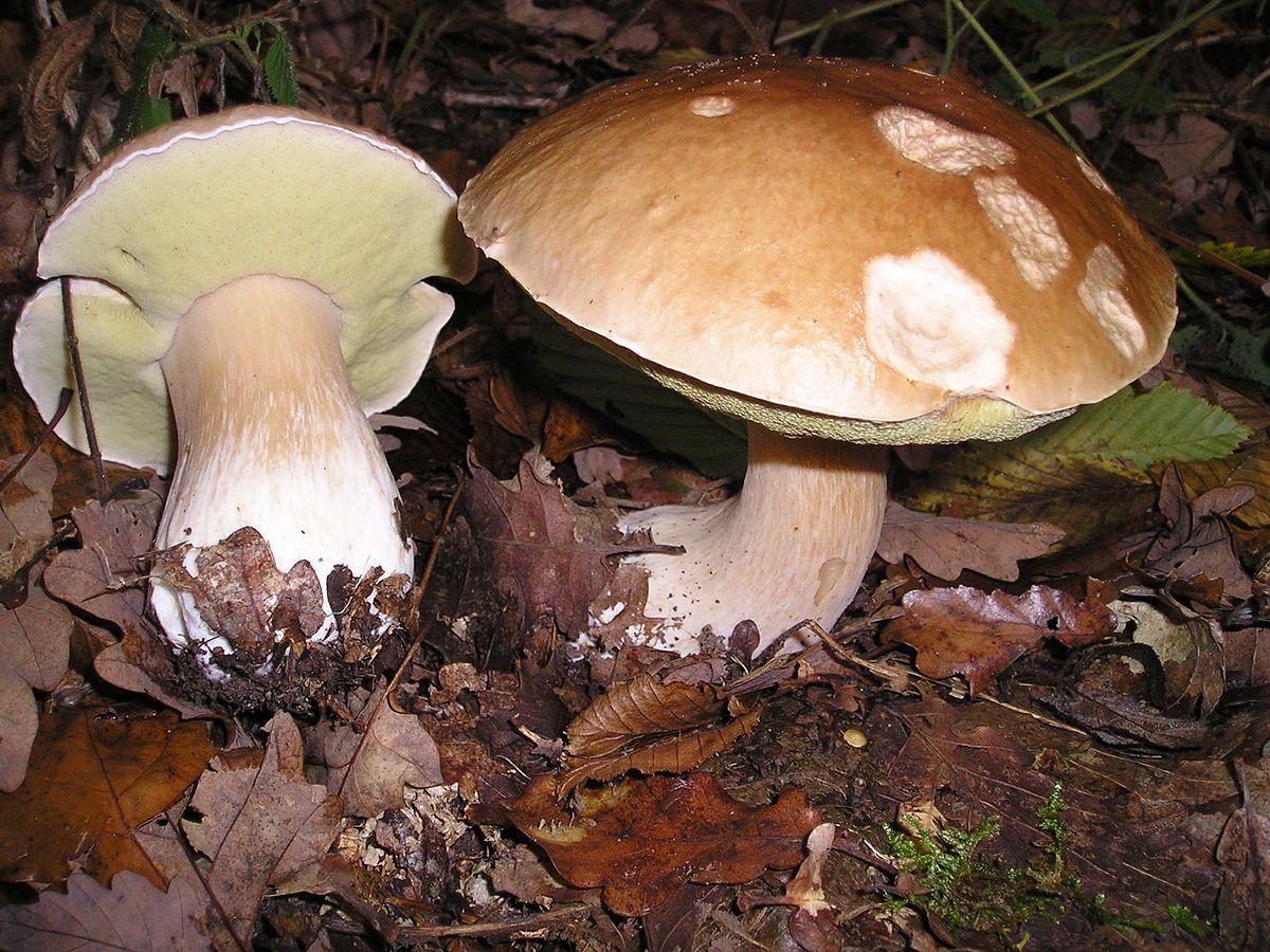 1200x900 Boletus edulis