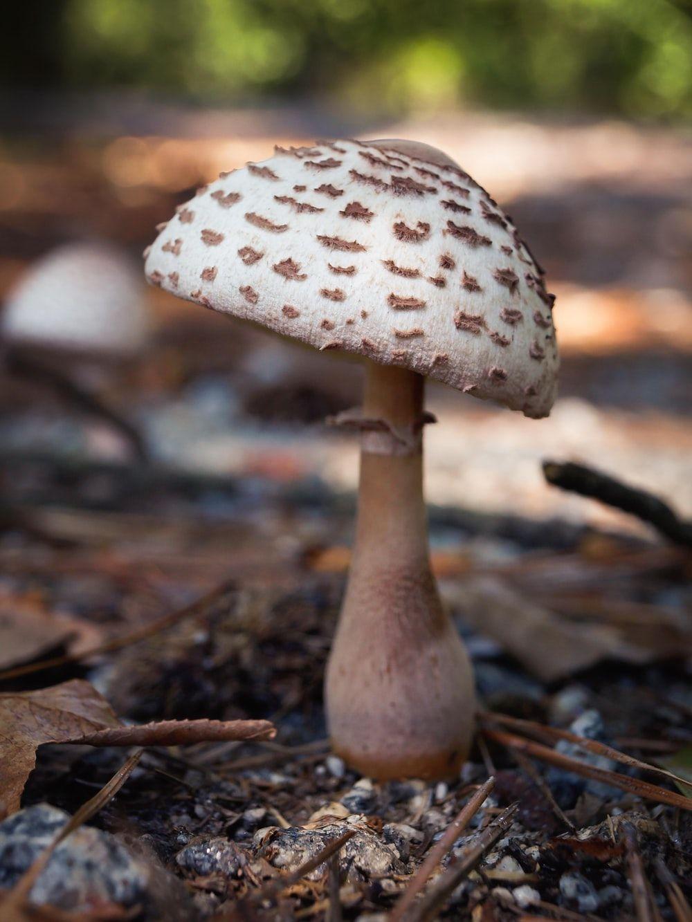 1000x1333 Mushroom Picture [HD]. Download Free Image