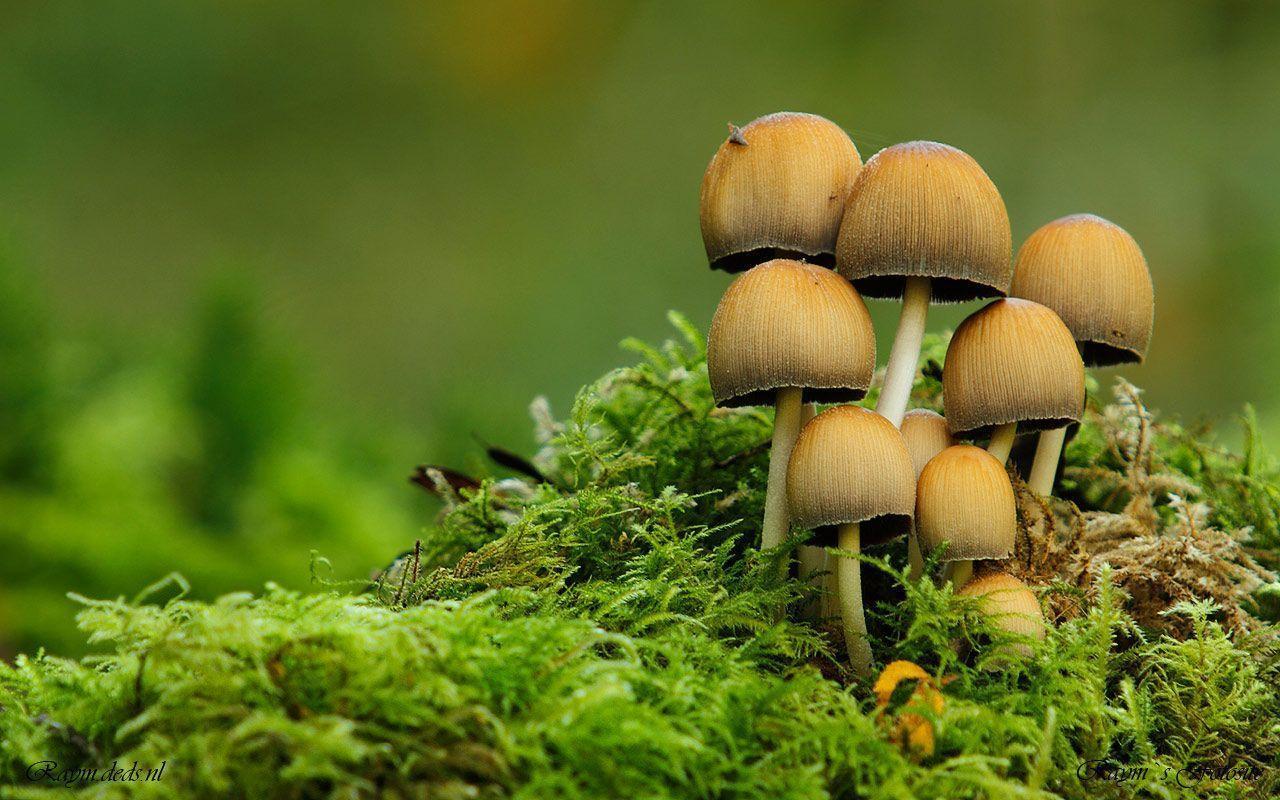 Colour Mushrooms HD Wallpapers - Top Free Colour Mushrooms HD ...