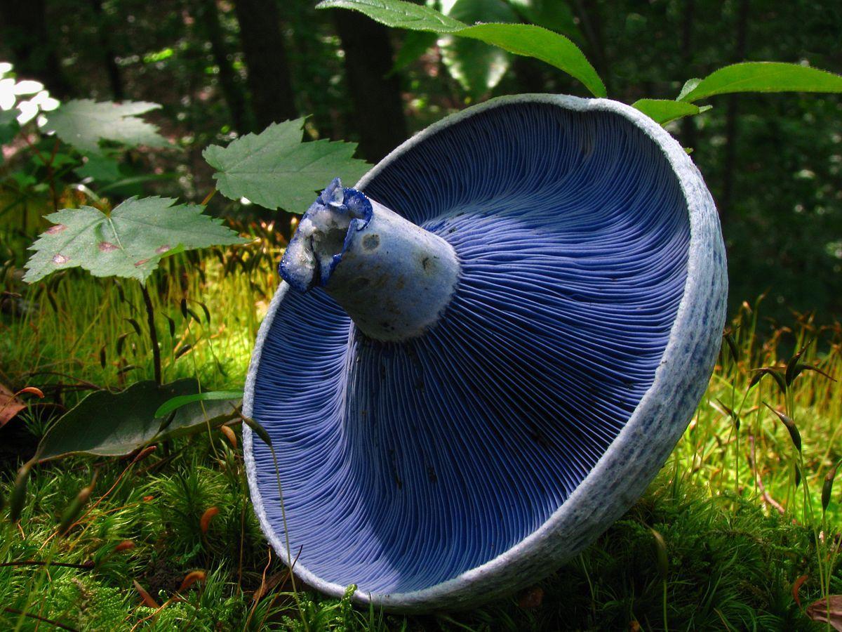 1200x900 Lactarius indigo