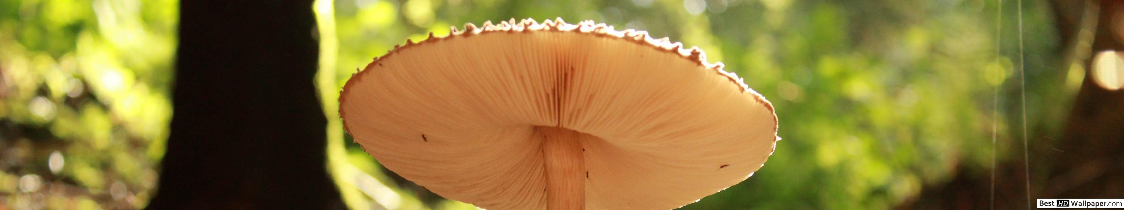 3840x720 Umbrella like Mushroom HD wallpaper download