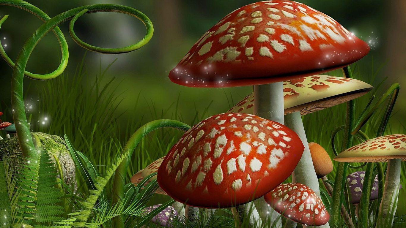 1366x768 Mushroom Wallpaper