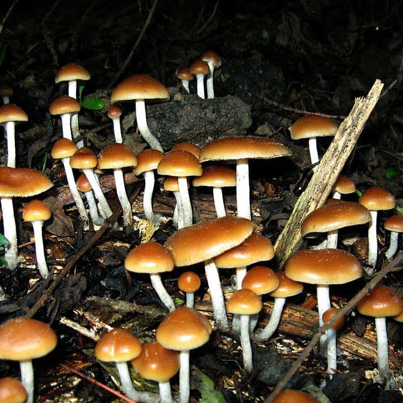 1400x1400 Scientists figured out how shrooms open your mind