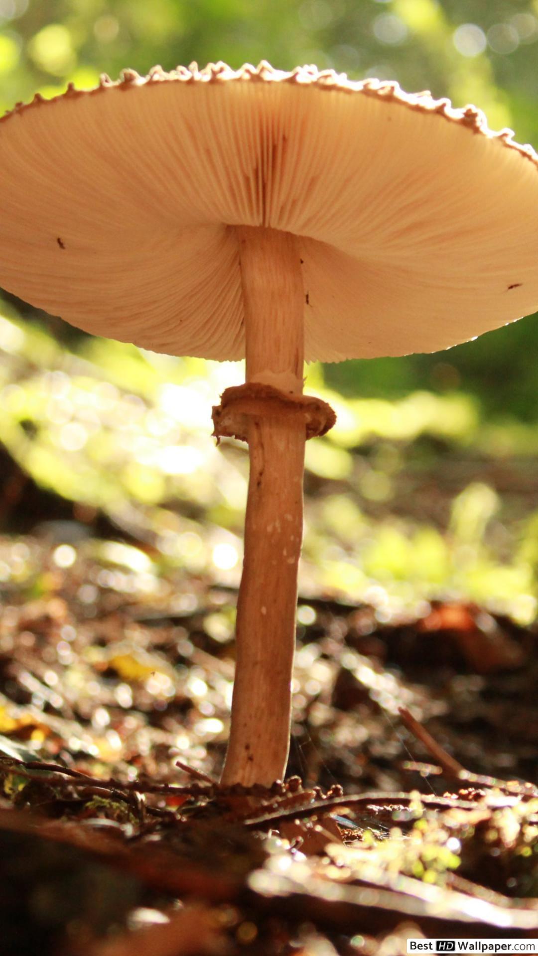 1080x1920 Umbrella like Mushroom HD wallpaper download