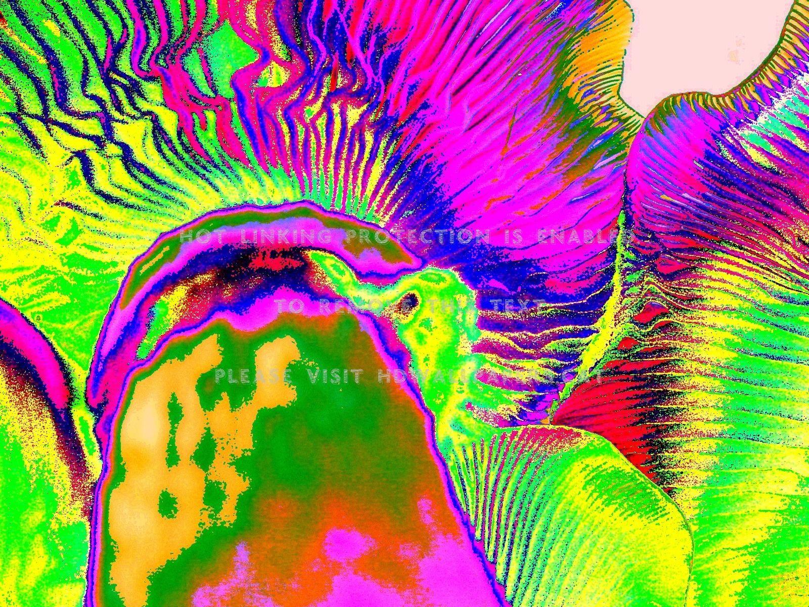 1600x1200 my magic mushrooms wicked colour psycadelic