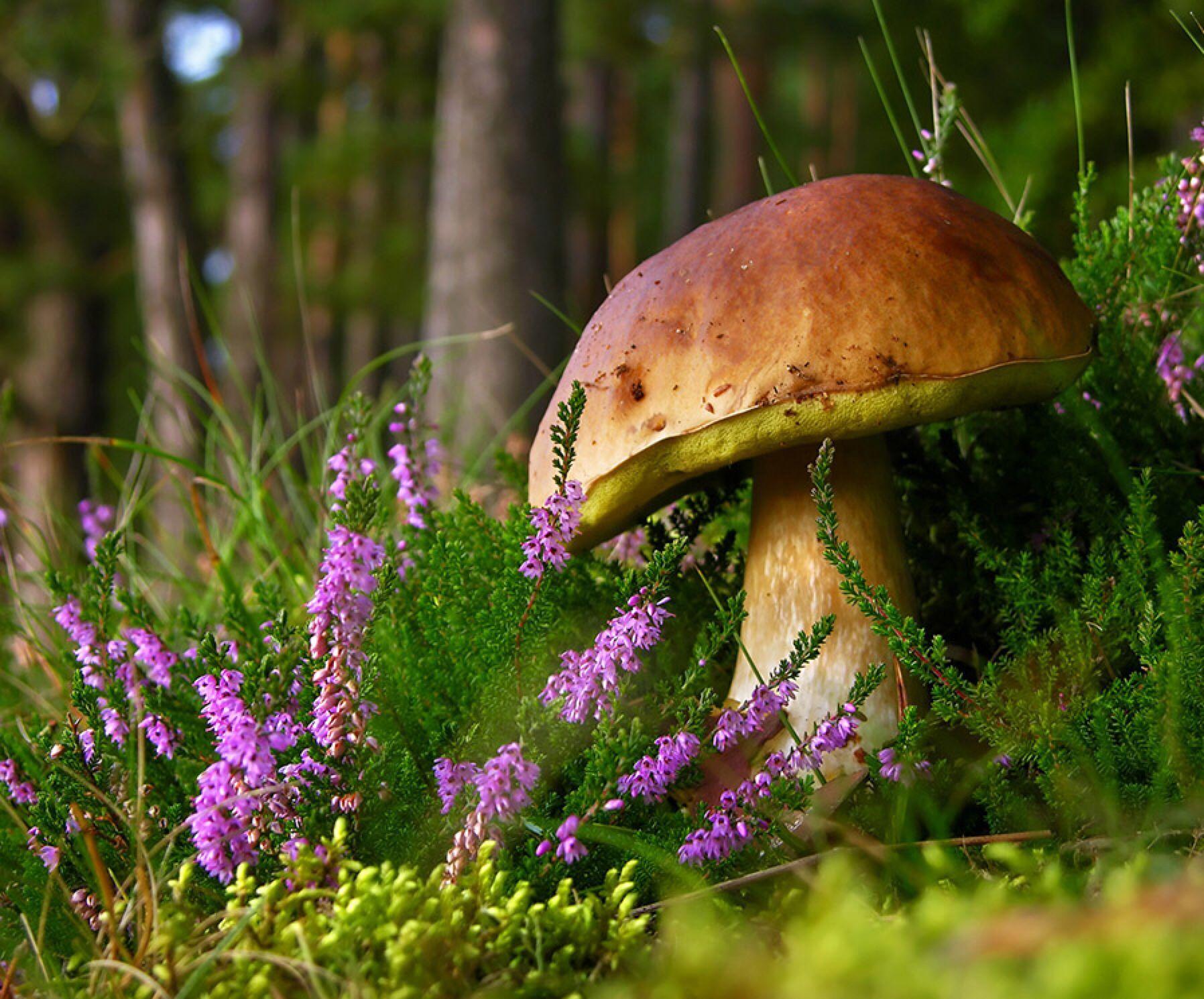 1796x1490 Ik heb deze puzzel gemaakt in de Jigsaw Puzzle Collection HD. 99 stukken in 30:56.. Stuffed mushrooms, Nature, Forest