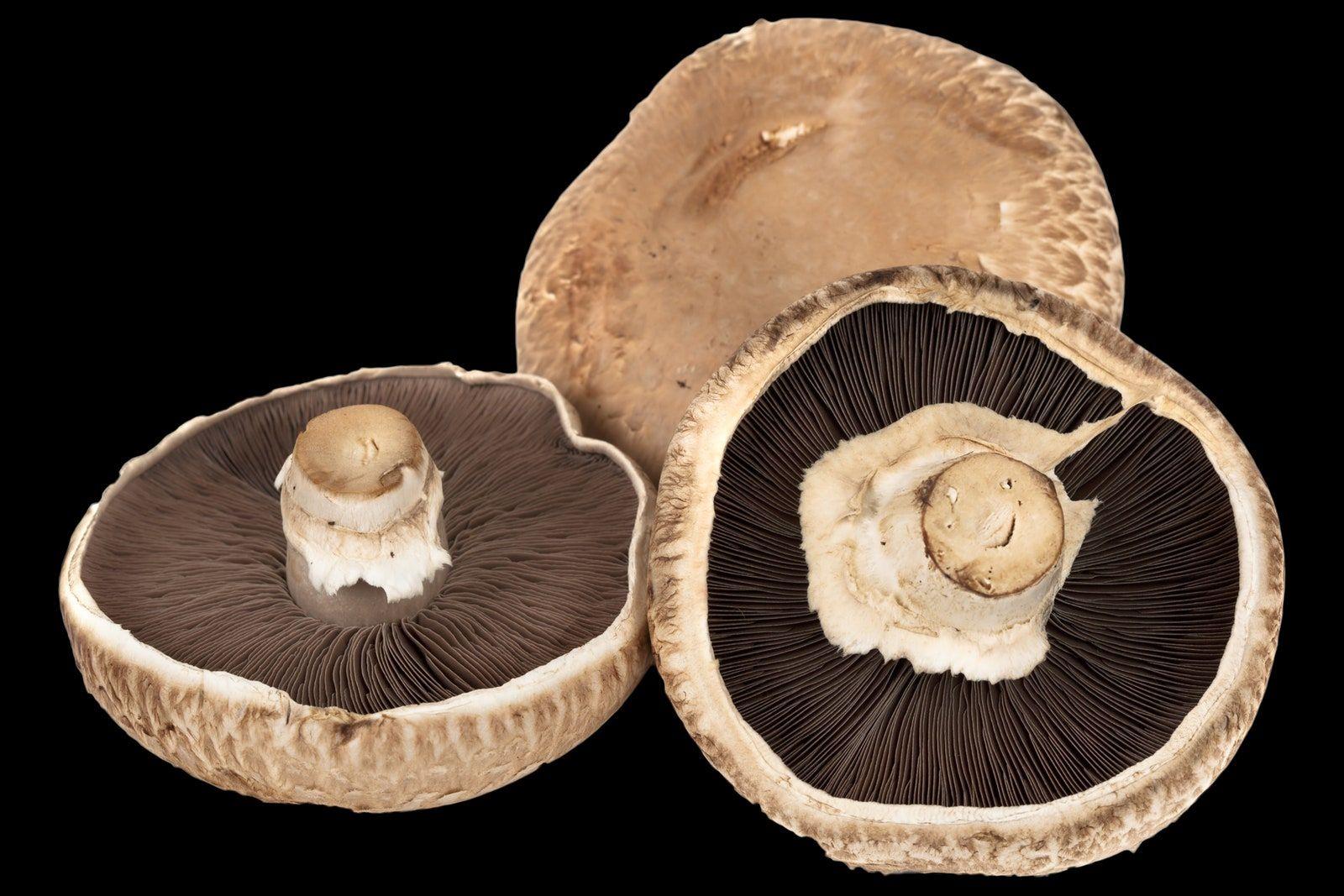 1600x1067 Types of Mushrooms and their Uses
