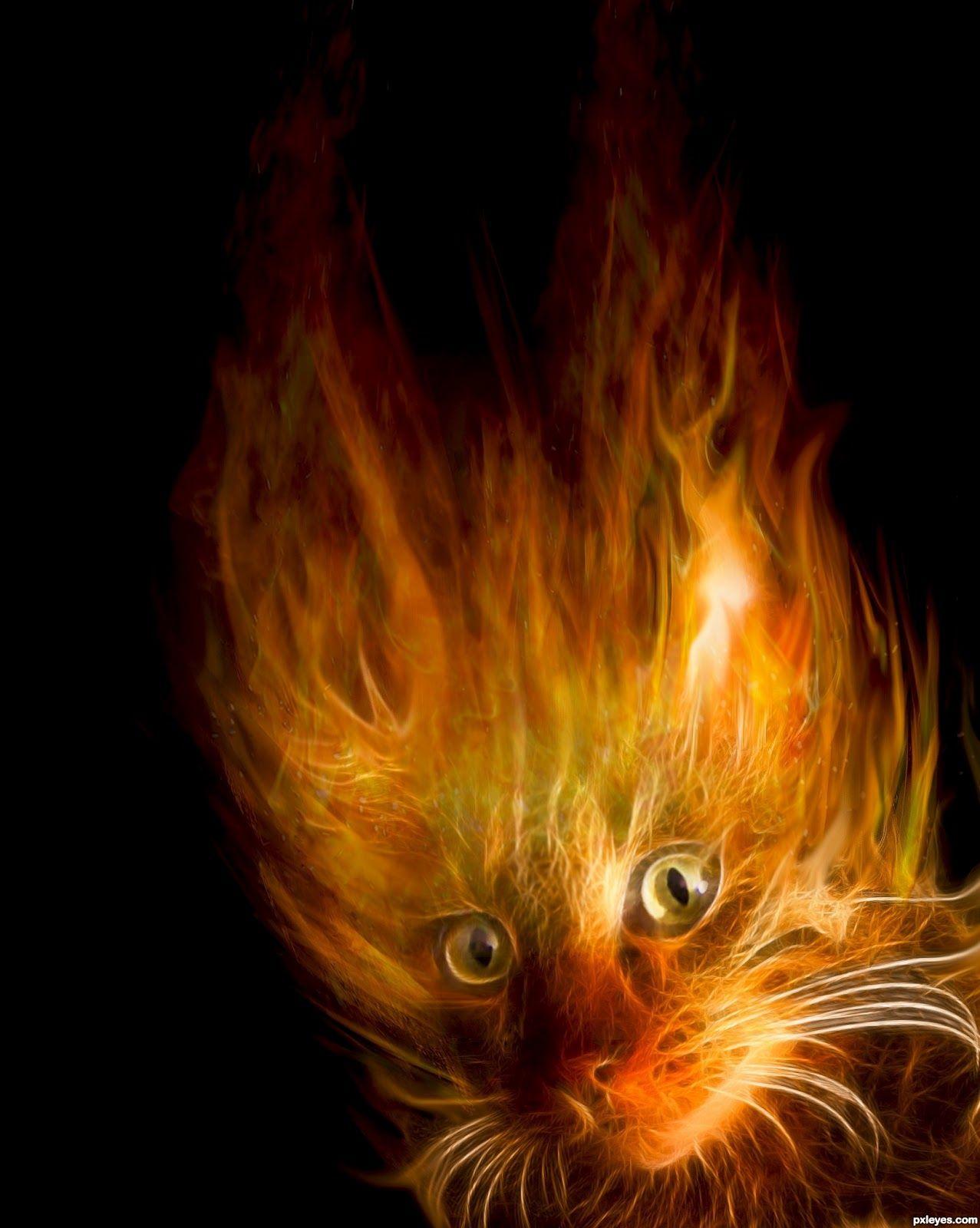 Fire Cat Wallpapers Top Free Fire Cat Backgrounds Wallpaperaccess