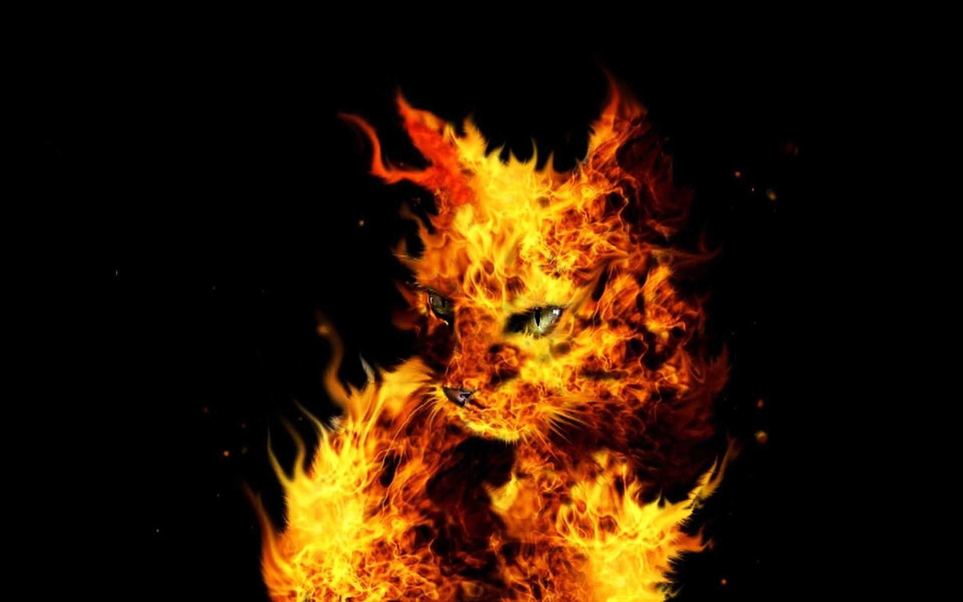 Fire Cat Wallpapers - Top Free Fire Cat Backgrounds - WallpaperAccess