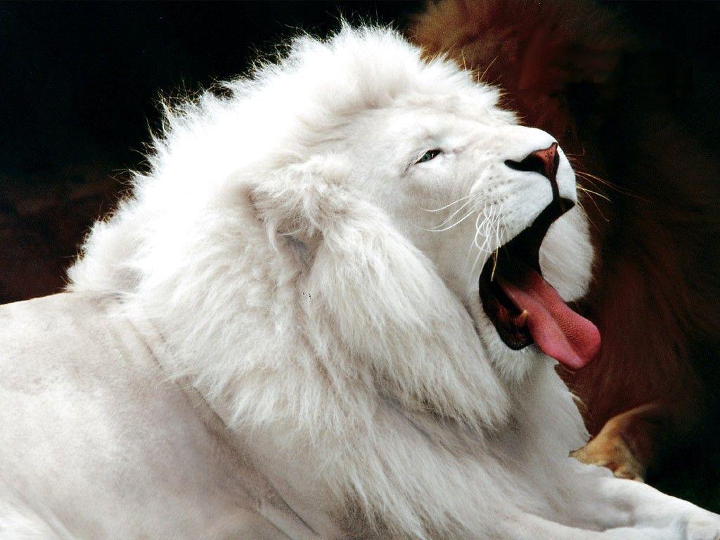 1024x768 Lightning Wallpaper: 24 Lion Wallpaper For Desktop