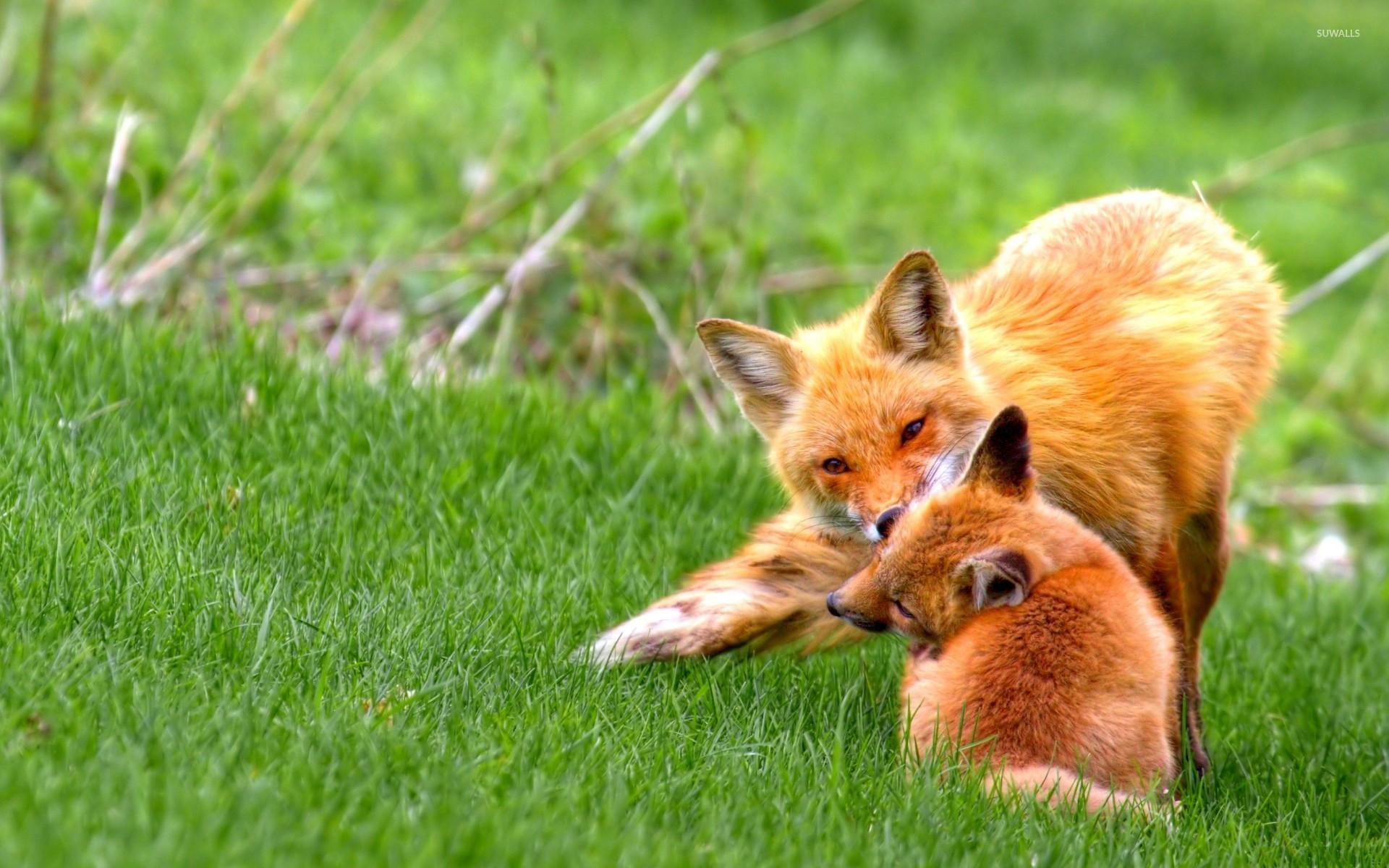 1920x1200 Fox Cubs Wallpaper