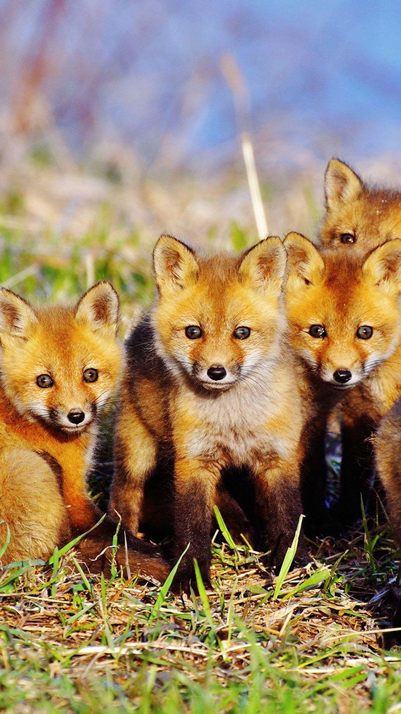 Fox Cub Wallpapers - Top Free Fox Cub Backgrounds - WallpaperAccess