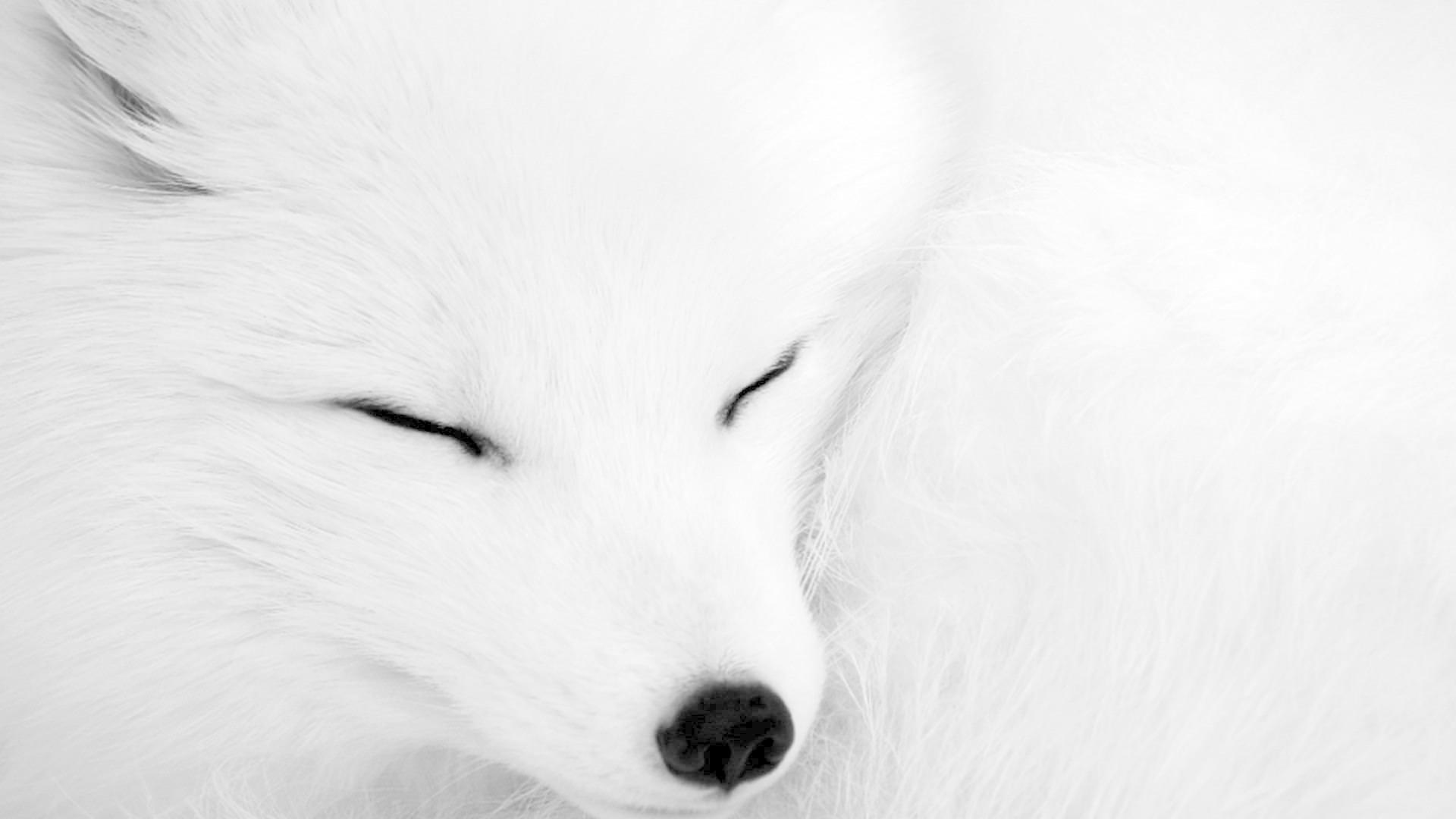 1920x1080 Arctic Fox Wallpaper for Android