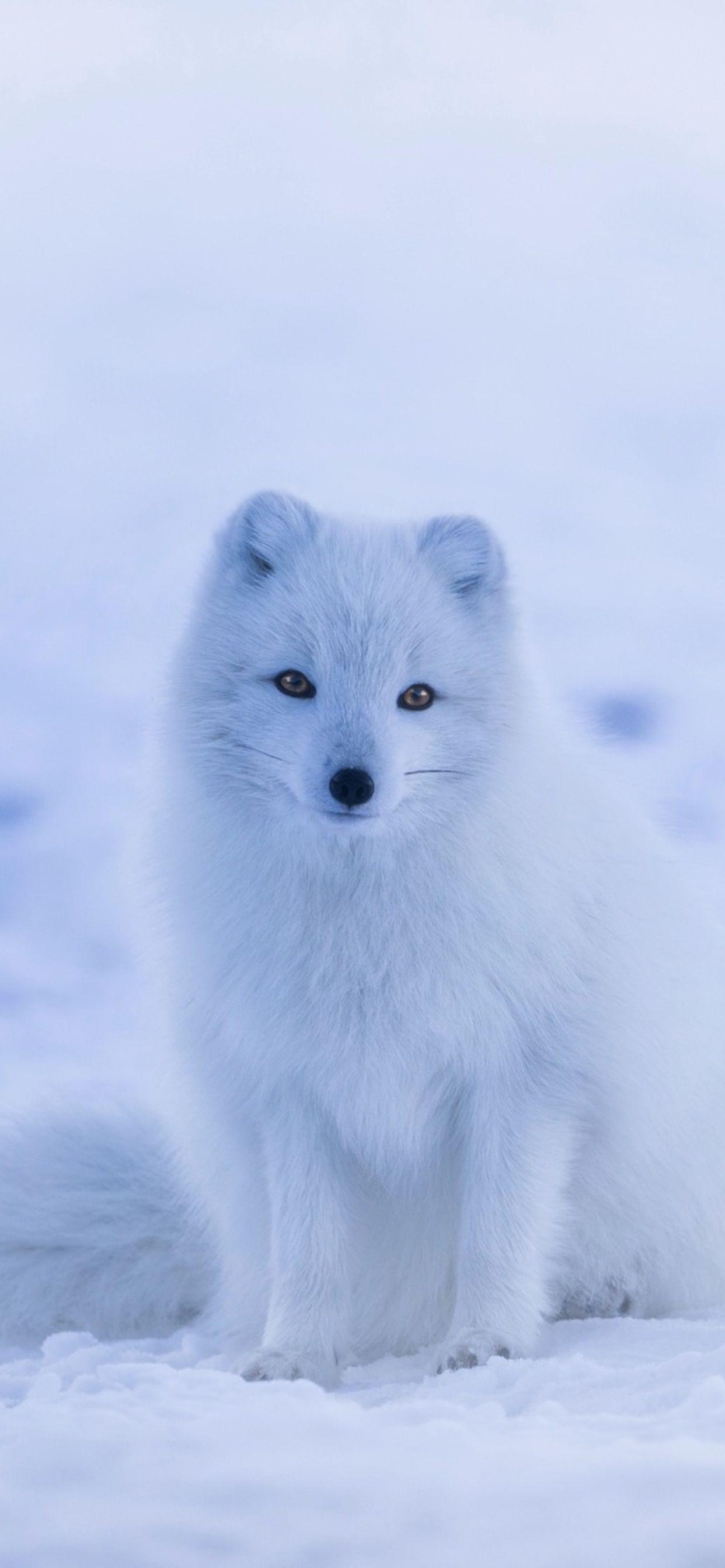 1242x2688 Arctic Fox Snow iPhone XS MAX HD 4k Wallpaper, Image, Background, Photo and Picture