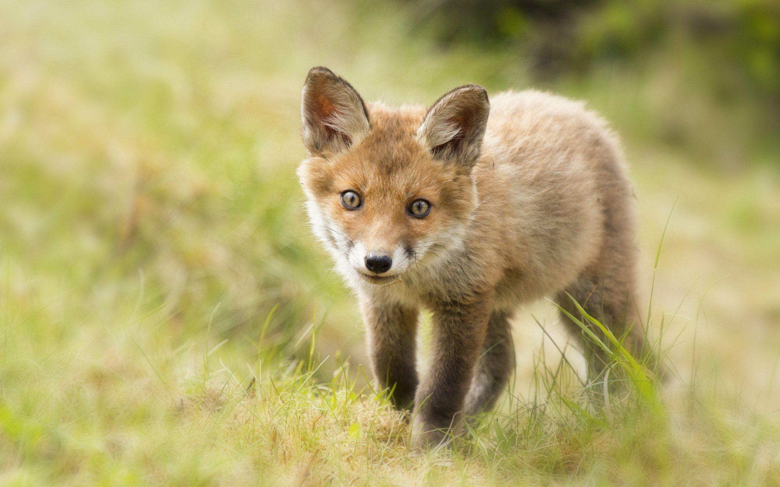 Fox Cub Wallpapers - Top Free Fox Cub Backgrounds - WallpaperAccess