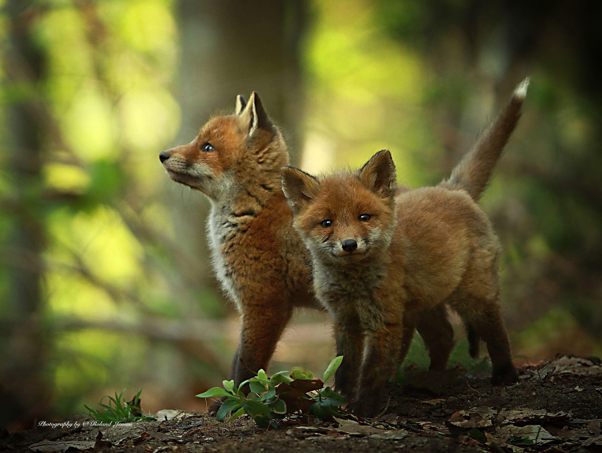 Fox Cub Wallpapers - Top Free Fox Cub Backgrounds - WallpaperAccess