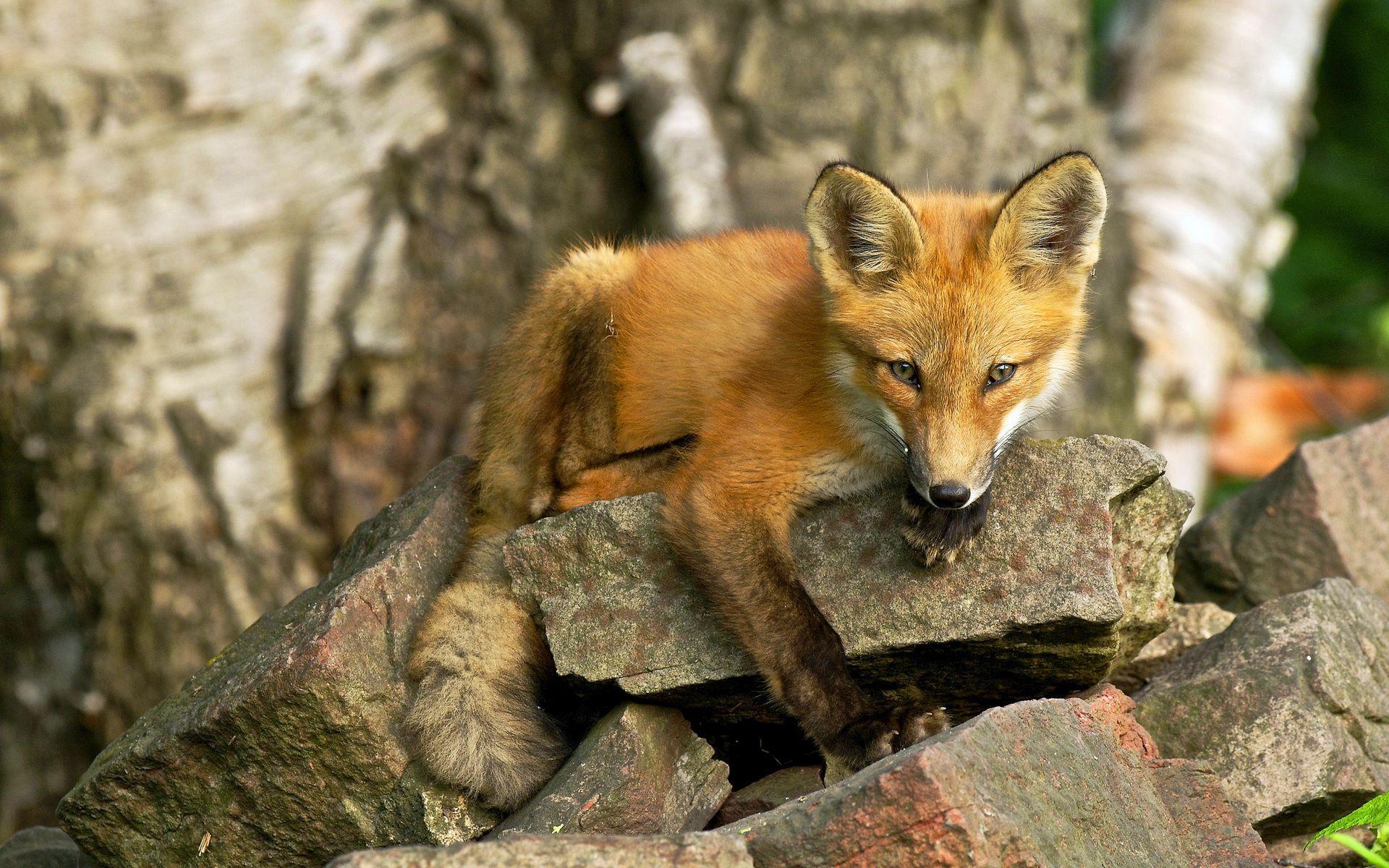 Fox Cub Wallpapers - Top Free Fox Cub Backgrounds - WallpaperAccess