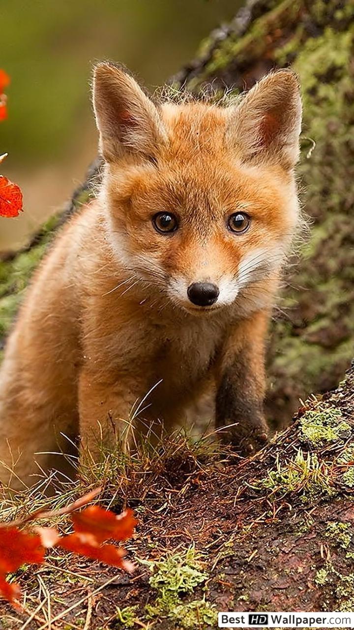 Fox Cub Wallpapers Top Free Fox Cub Backgrounds Wallpaperaccess