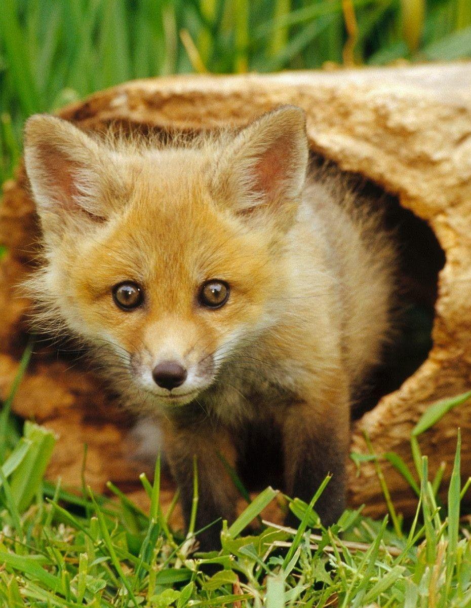 Fox Cub Wallpapers - Top Free Fox Cub Backgrounds - WallpaperAccess