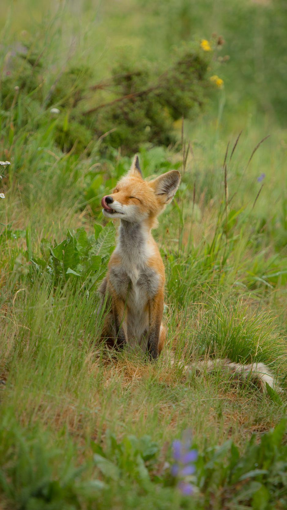 Fox Cub Wallpapers - Top Free Fox Cub Backgrounds - WallpaperAccess