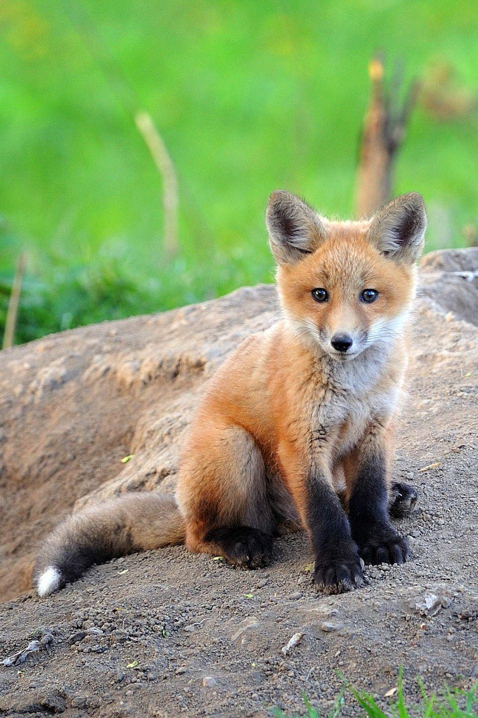 Fox Cub Wallpapers - Top Free Fox Cub Backgrounds - WallpaperAccess