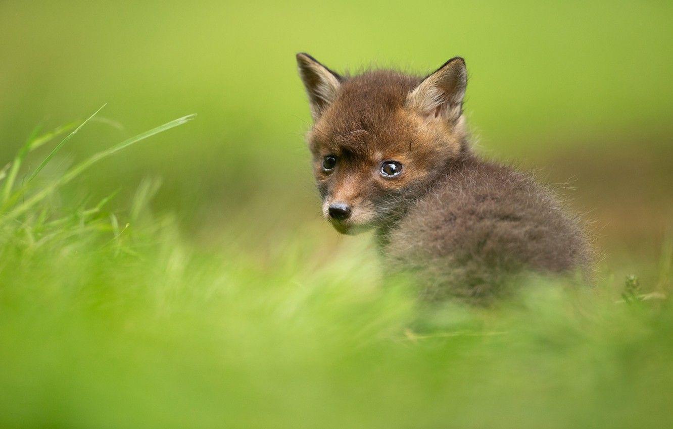 Fox Cub Wallpapers - Top Free Fox Cub Backgrounds - WallpaperAccess