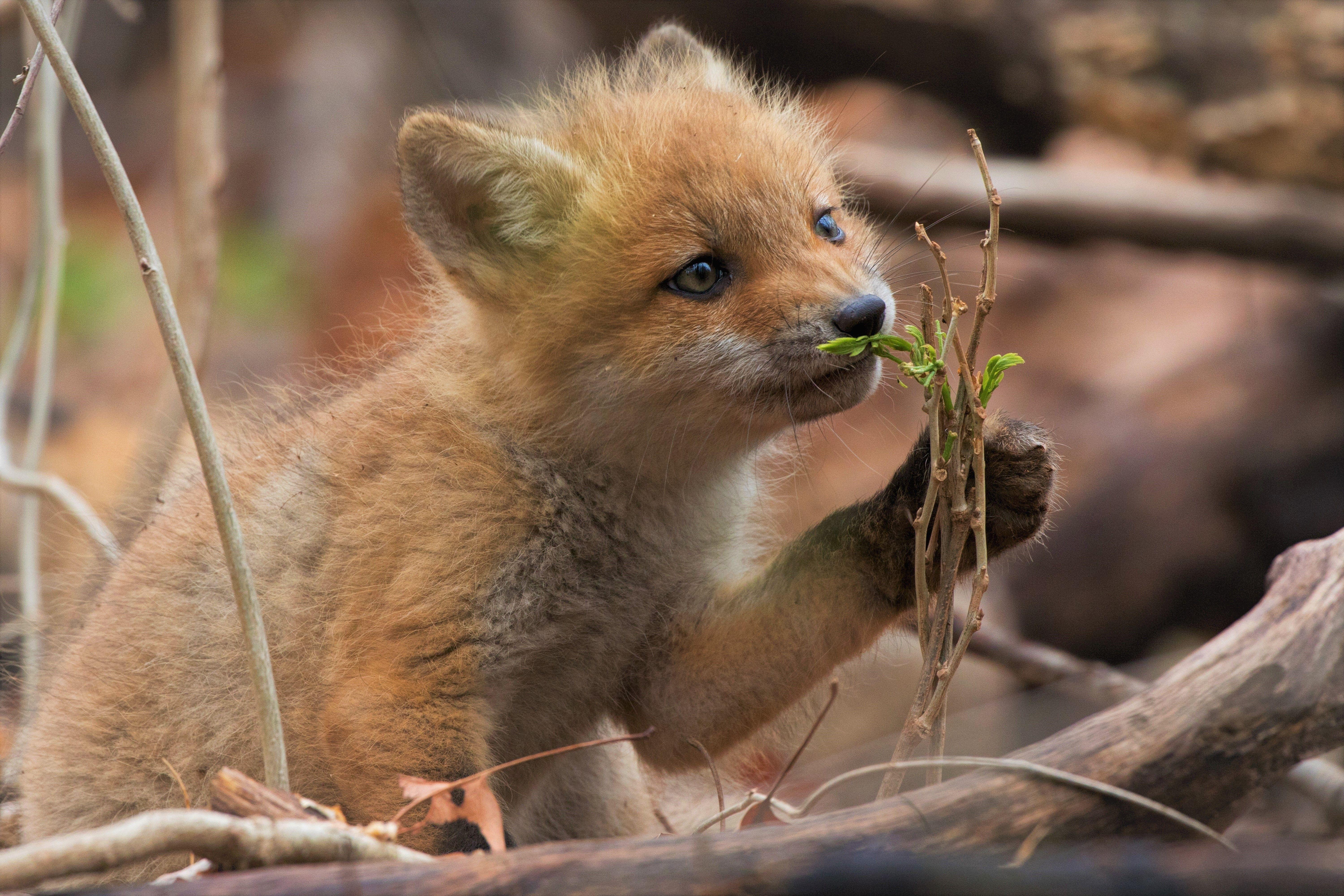 6000x4000 Animal Cub Cute Fox Fox Pup Puppy wallpaperx4000