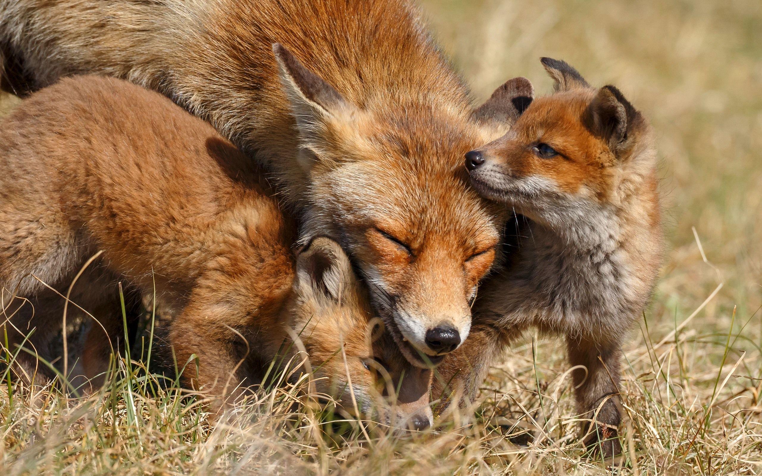 Fox Cub Wallpapers - Top Free Fox Cub Backgrounds - WallpaperAccess