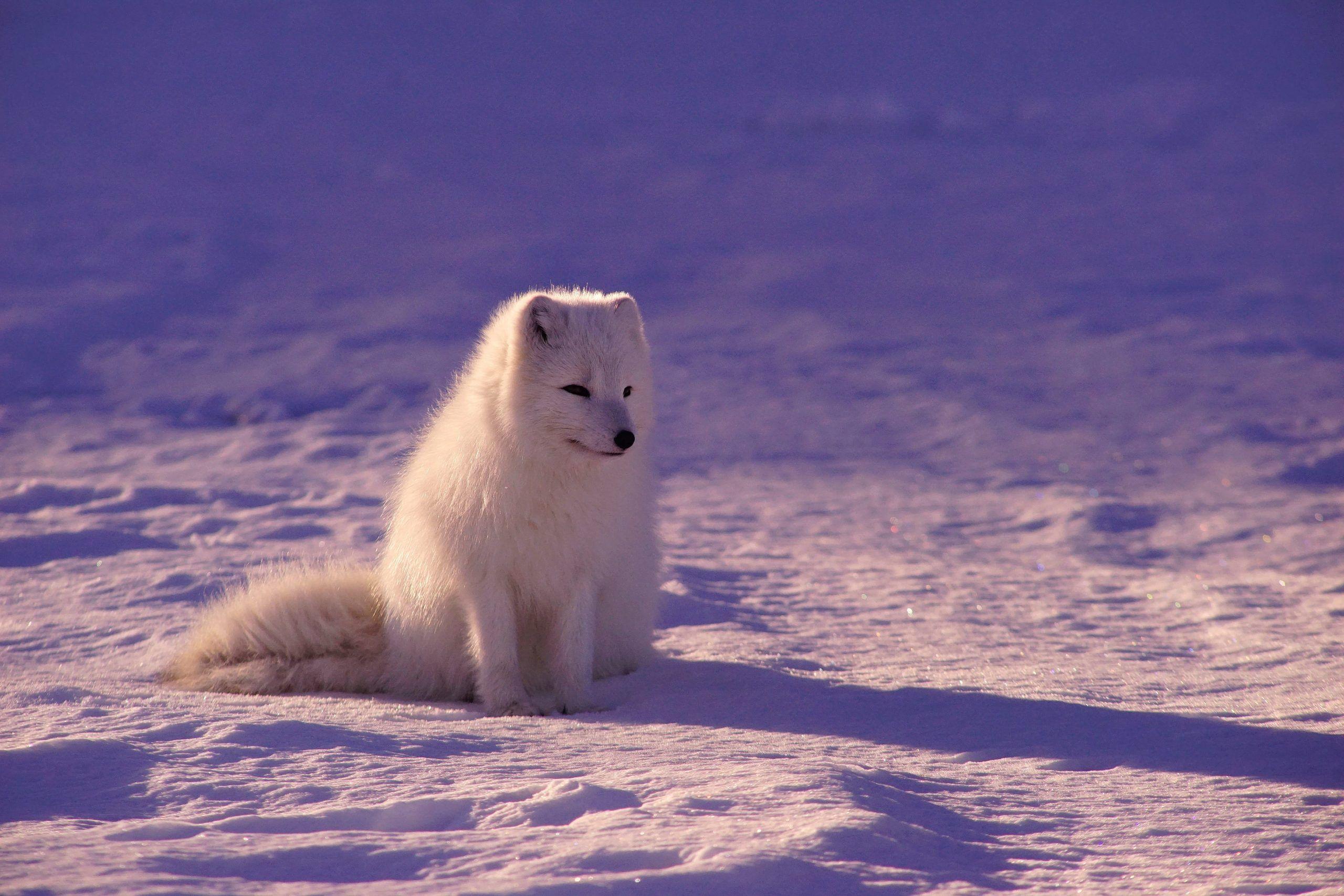 2560x1707 Arctic Fox Wallpaper : High Definition, High Resolution HD Wallpaper