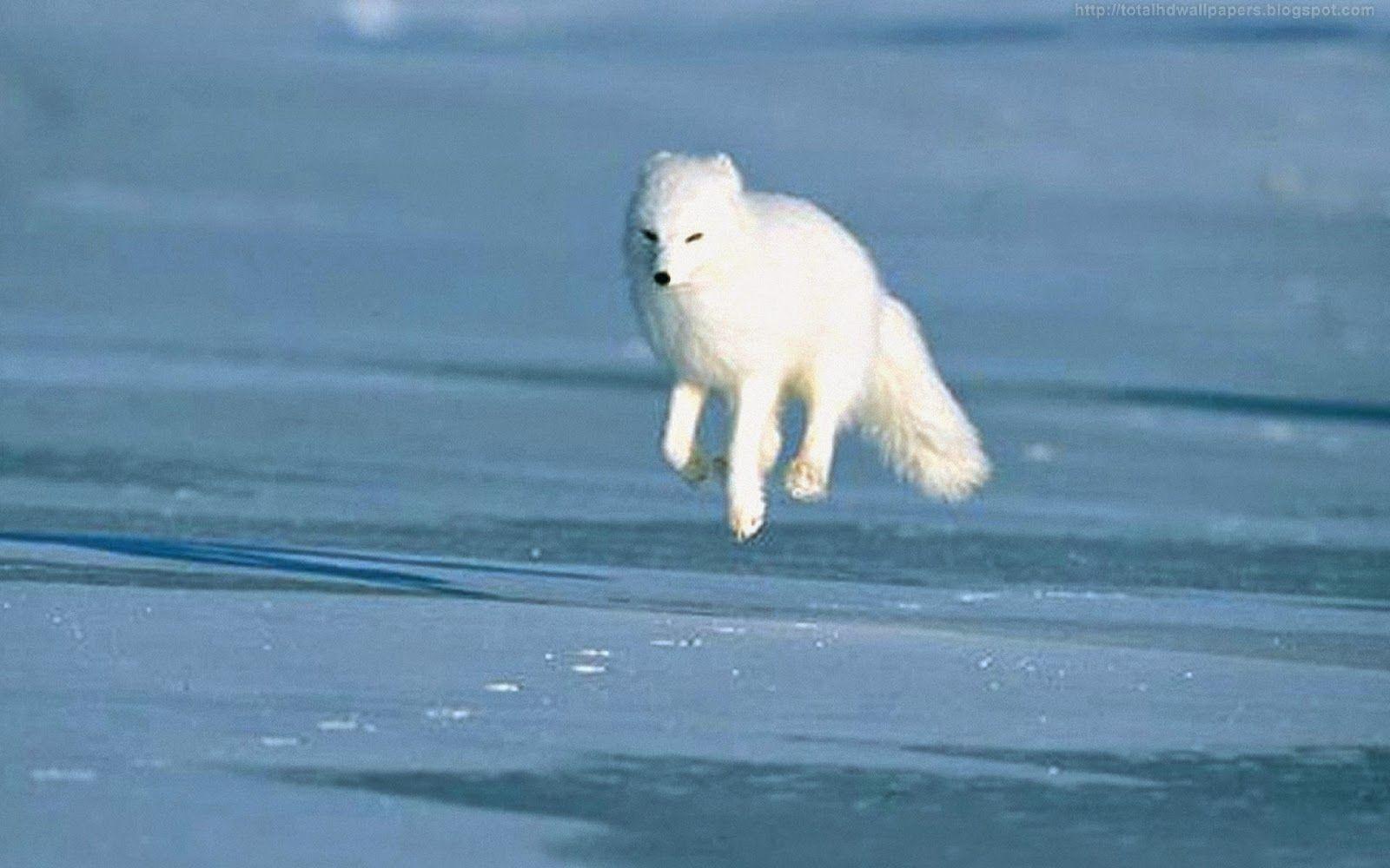 1600x1000 Beautiful Wallpaper For Desktop: Arctic fox HD Wallpaper. Arctic fox, Fox, Fox memes