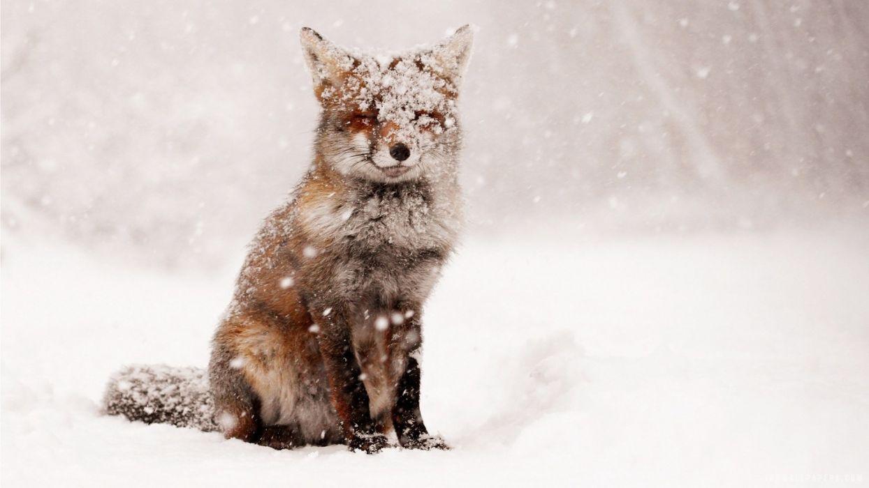 1244x700 Snow Fox Wallpaper